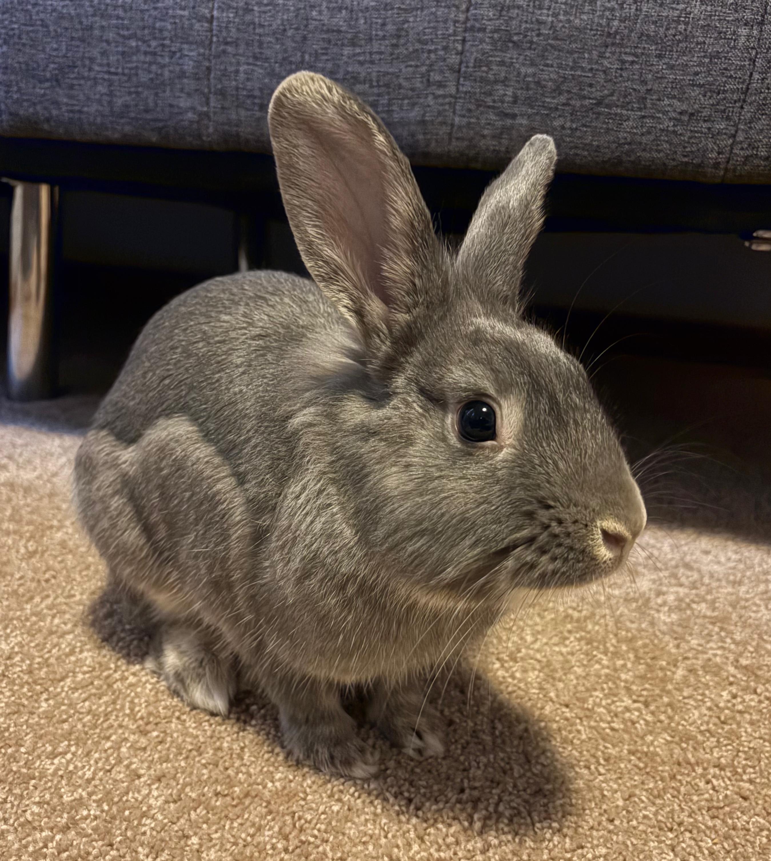 Enlarge Baelor, an adopted mixed breed in Oshkosh, WI image 2/6