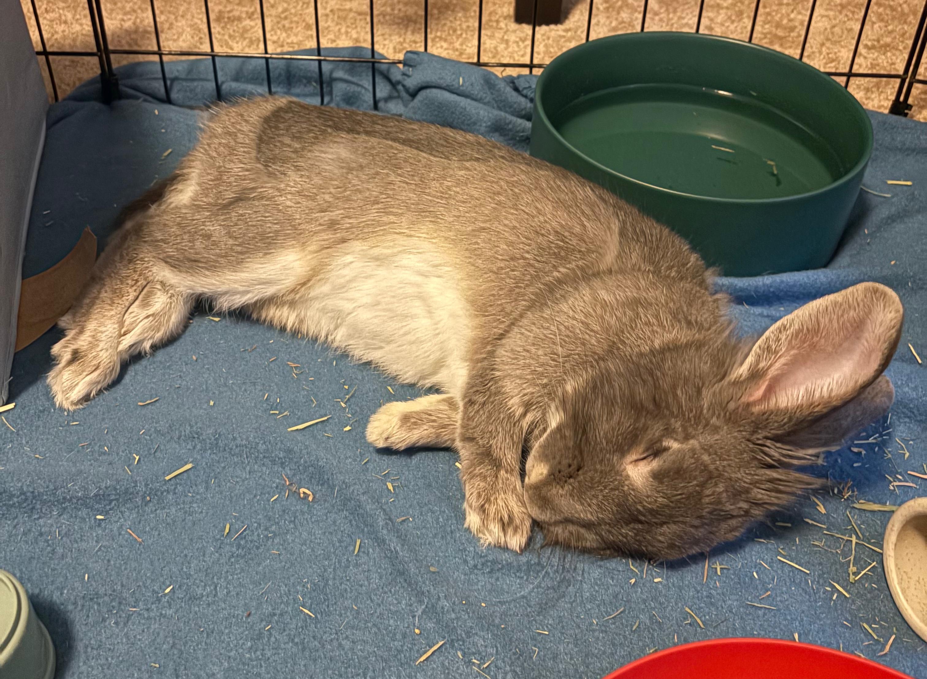 Enlarge Baelor, an adopted mixed breed in Oshkosh, WI image 5/6