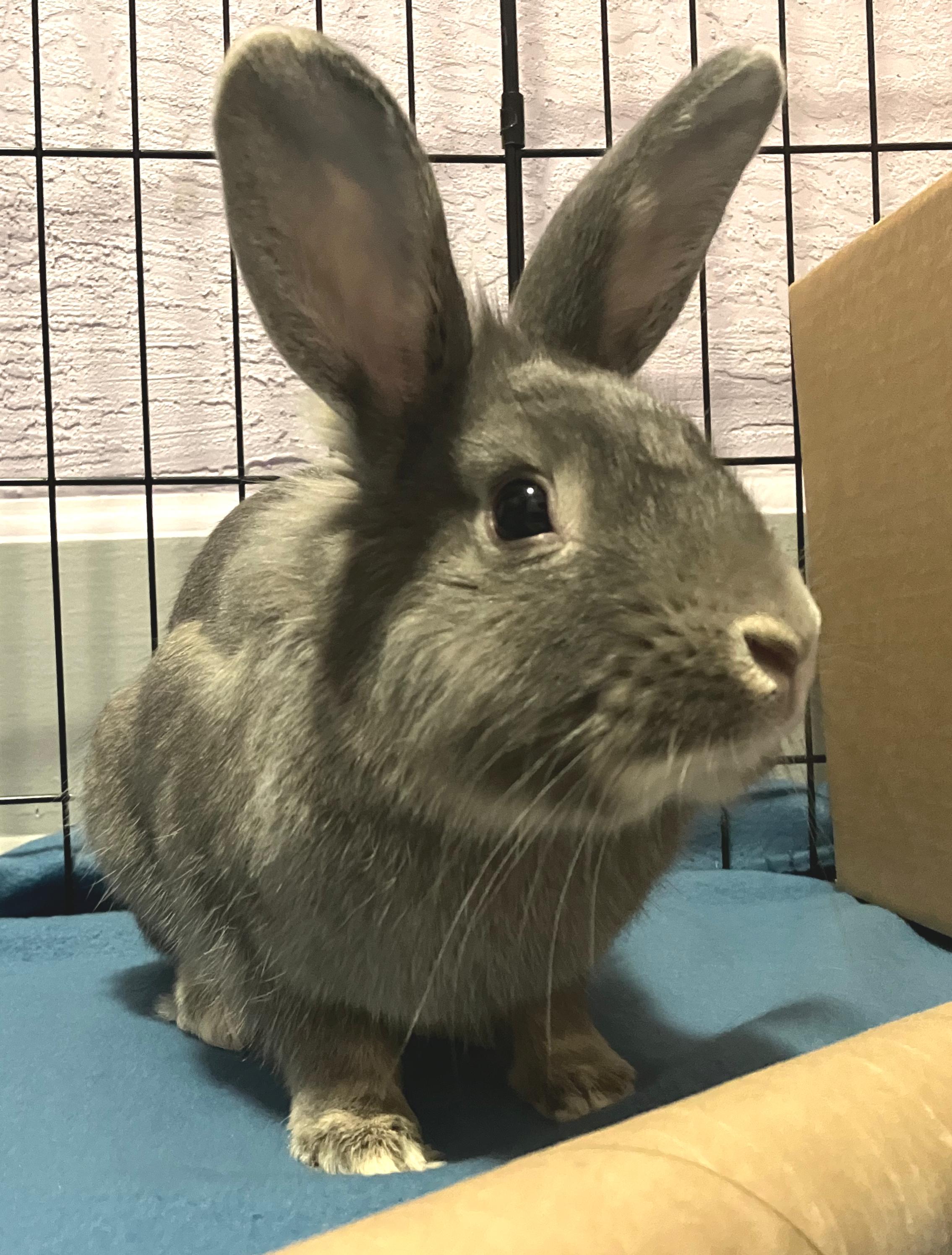 Baelor, adopted, Young Male Lionhead.
