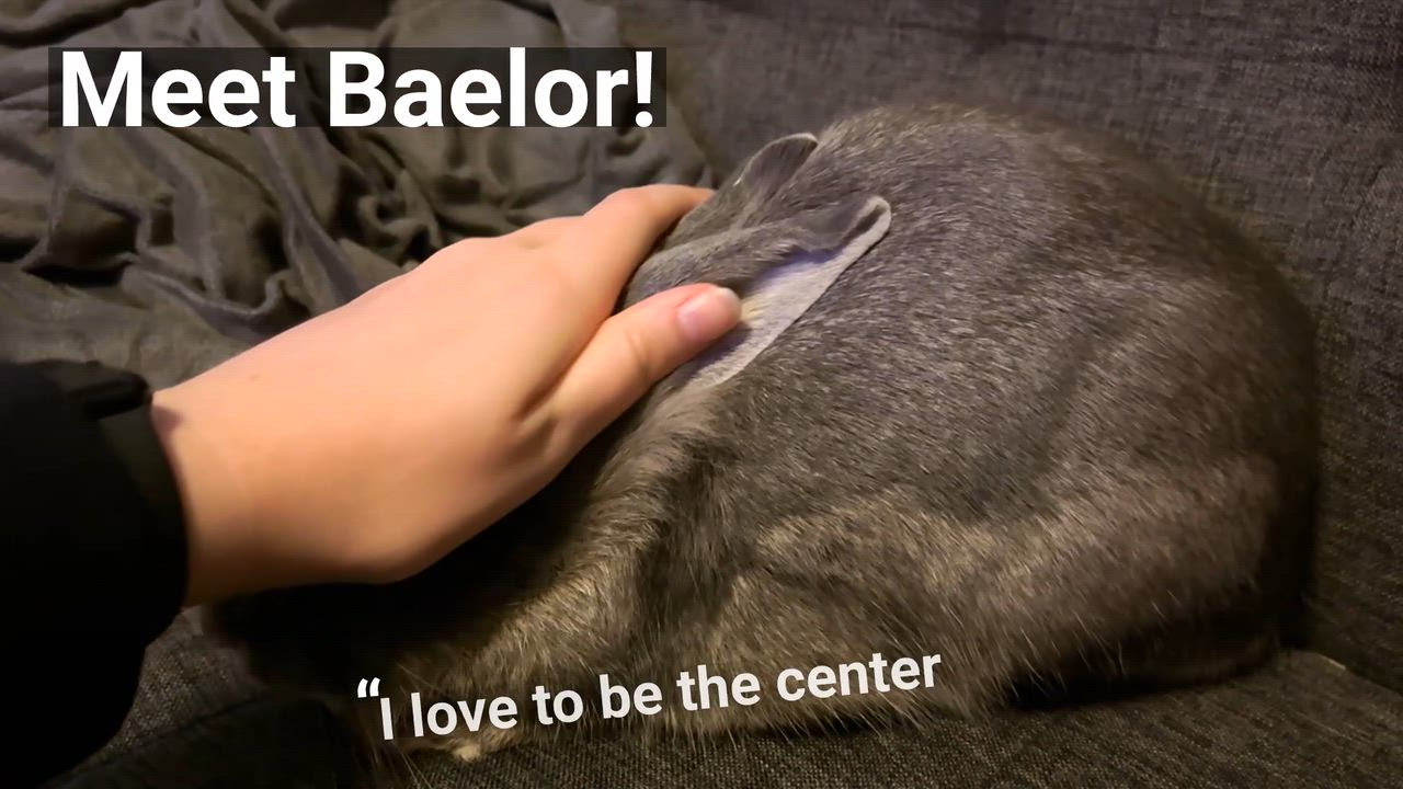 Enlarge Baelor, an adopted mixed breed in Oshkosh, WI video 6/6