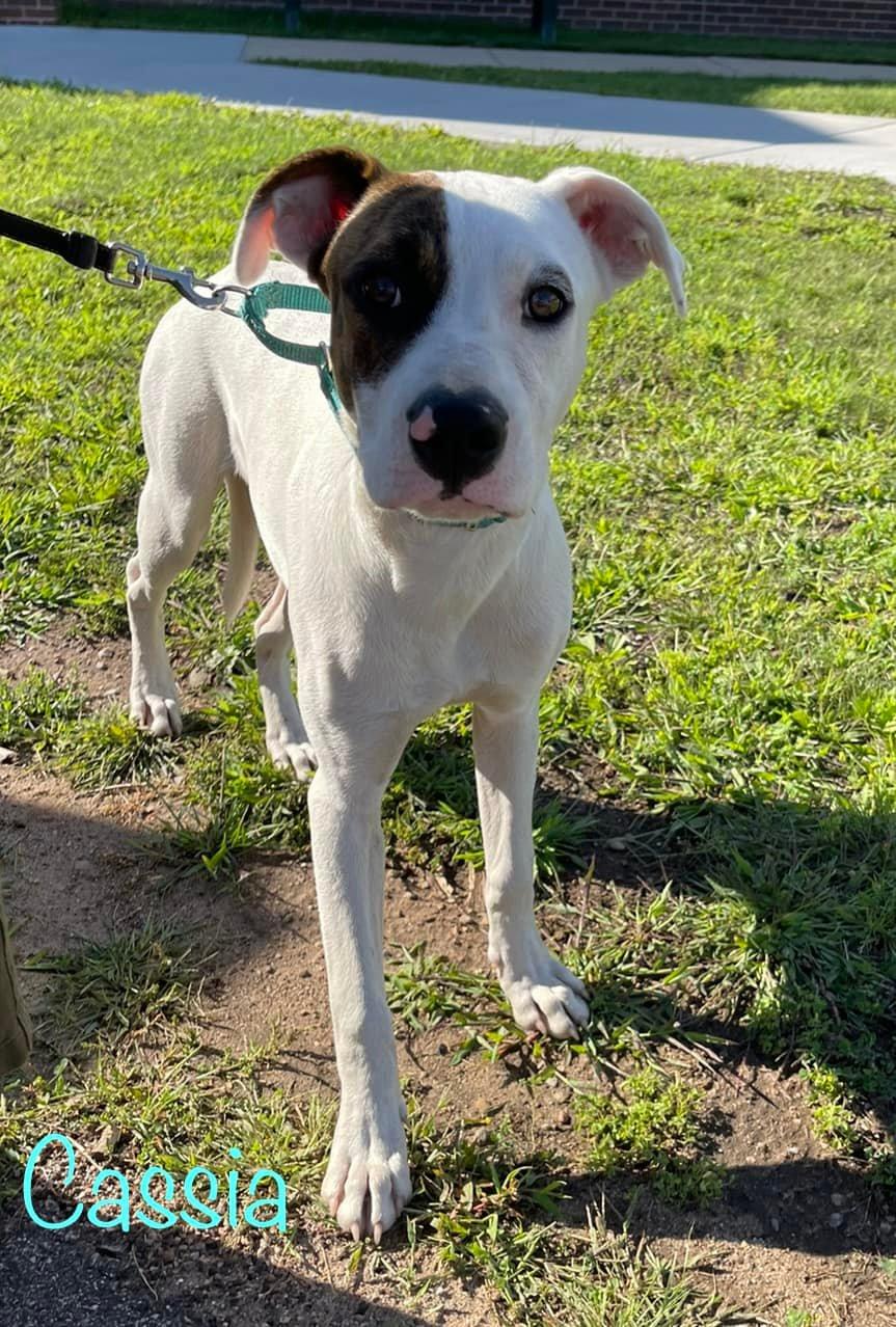 Aurora, Adopted, Adult Female Pit Bull Terrier & Australian Cattle Dog / Blue Heeler.