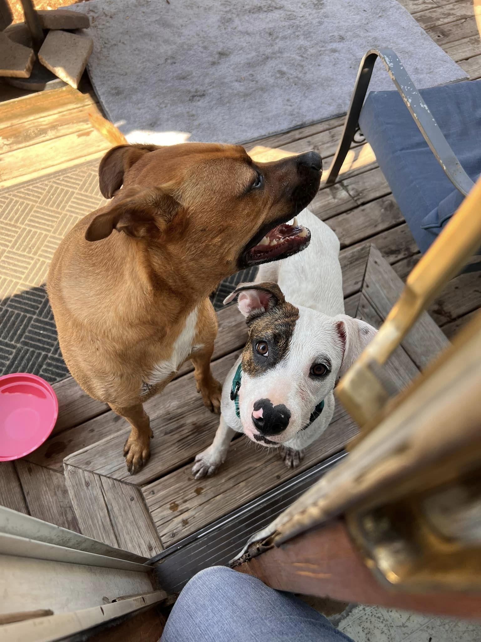 Enlarge Aurora, a Adopted mixed breed in Little Chute, WI image 2/5