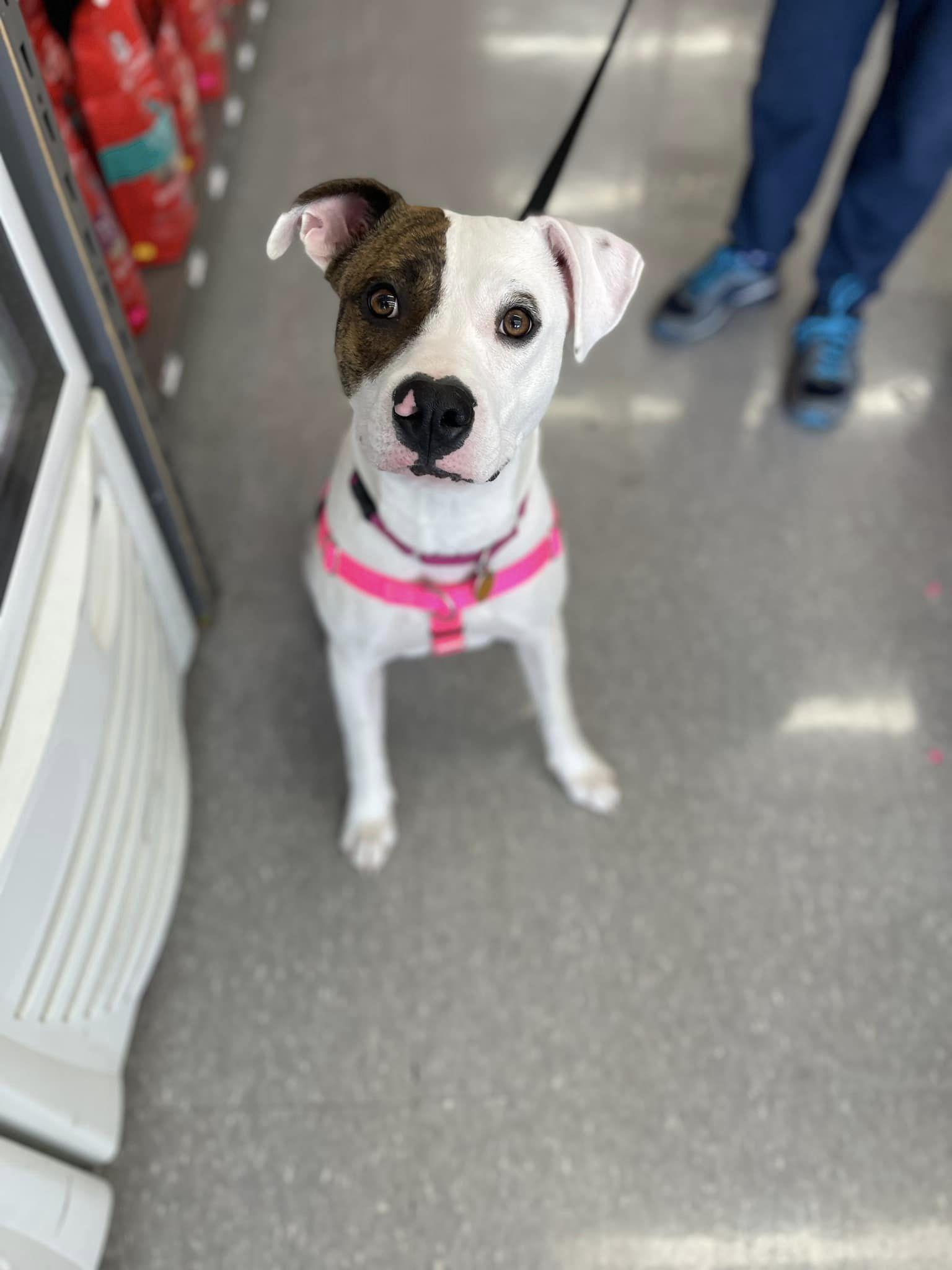 Enlarge Aurora, a Adopted mixed breed in Little Chute, WI image 3/5