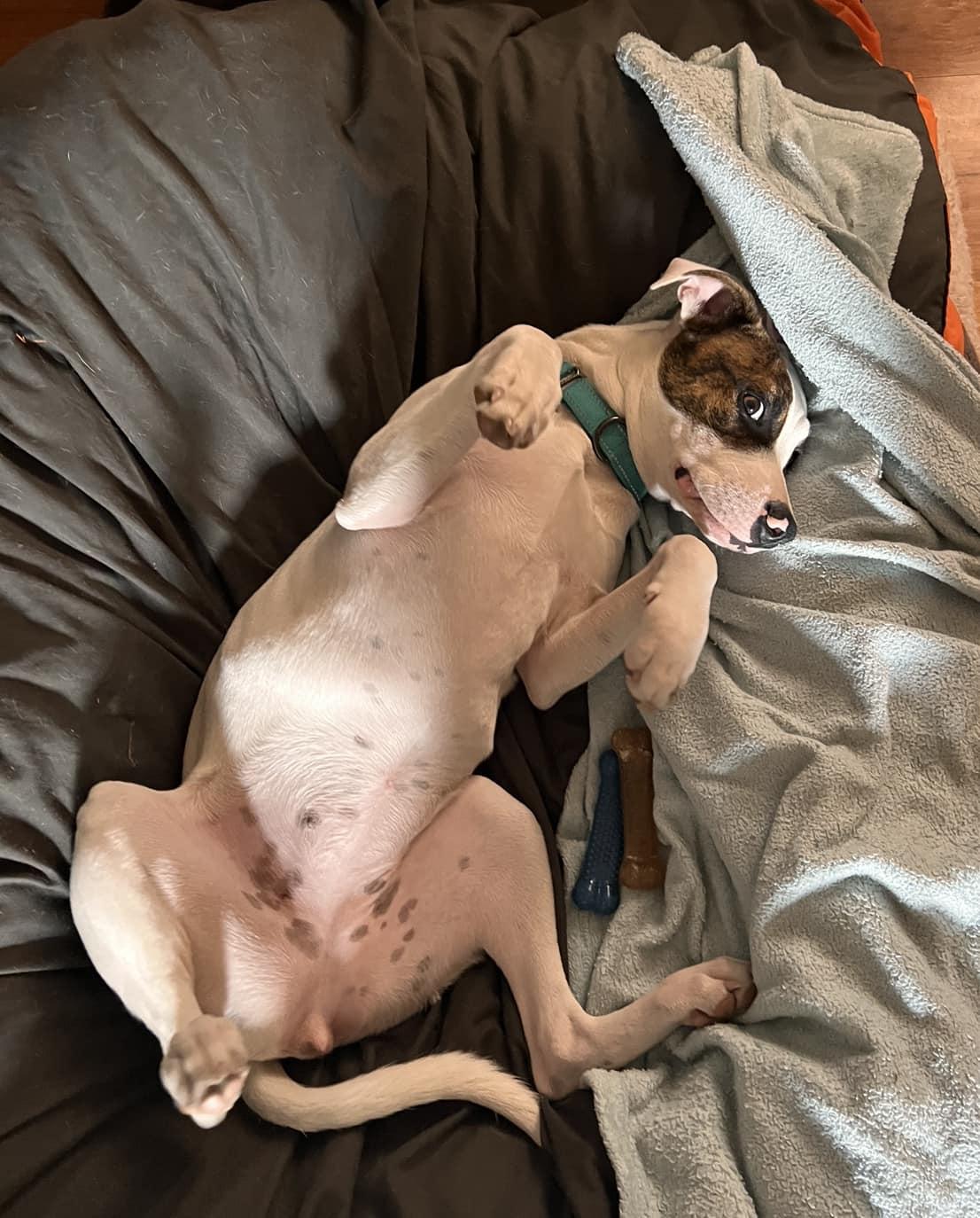 Enlarge Aurora, a Adopted mixed breed in Little Chute, WI image 4/5