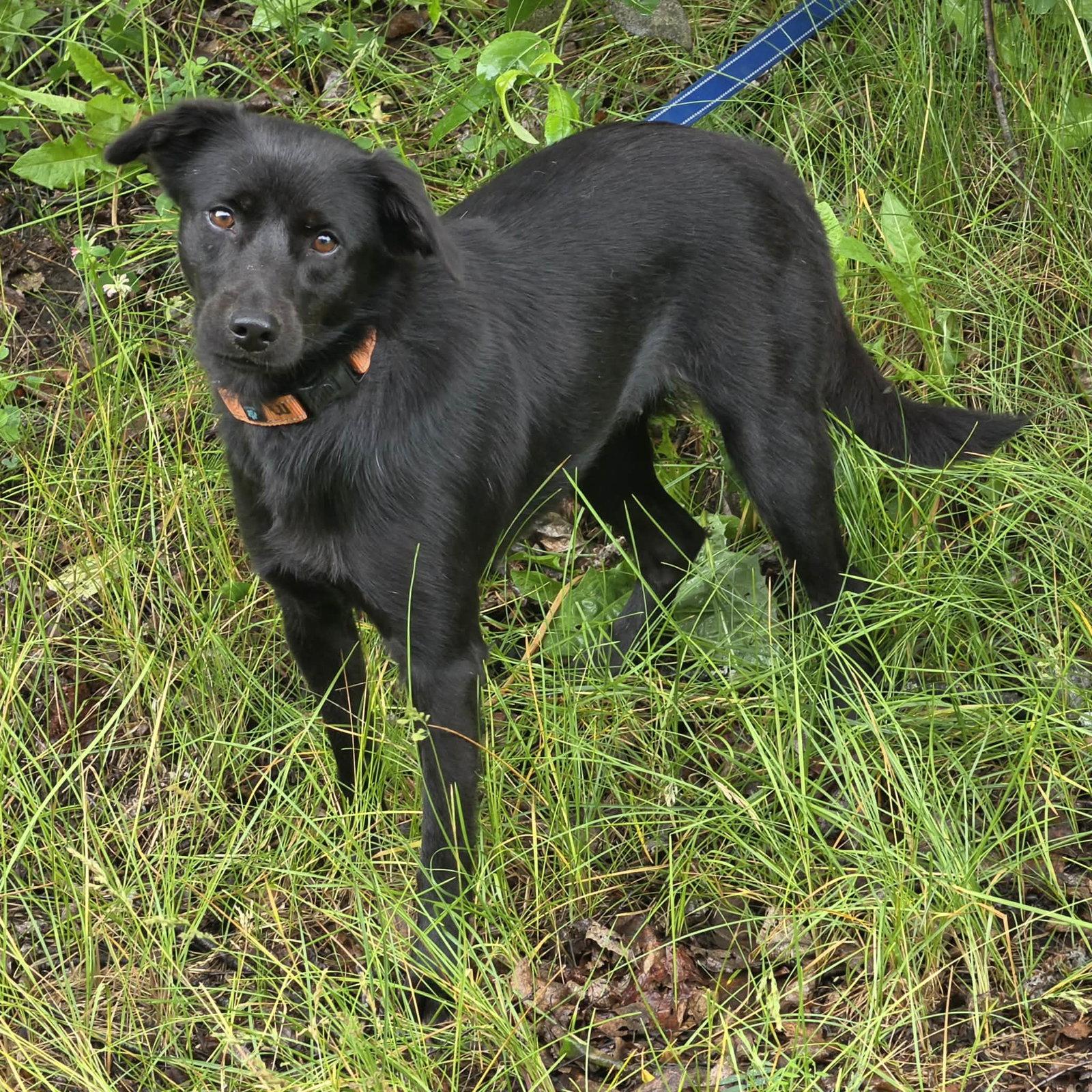 Enlarge Blackie O., a Adopted Labrador Retriever in Anchorage, AK image 1/2
