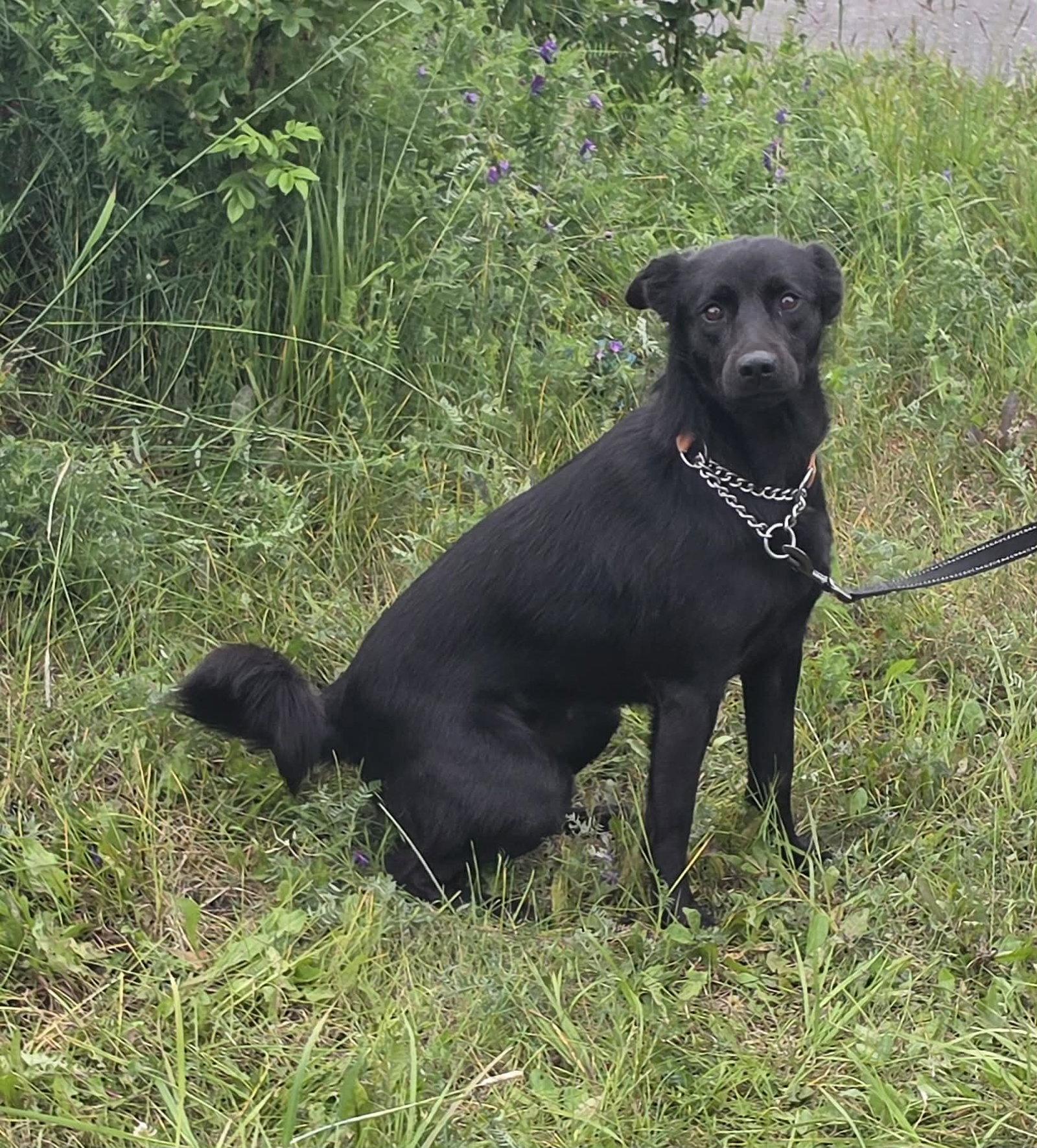 Enlarge Blackie O., a Adopted Labrador Retriever in Anchorage, AK image 2/2
