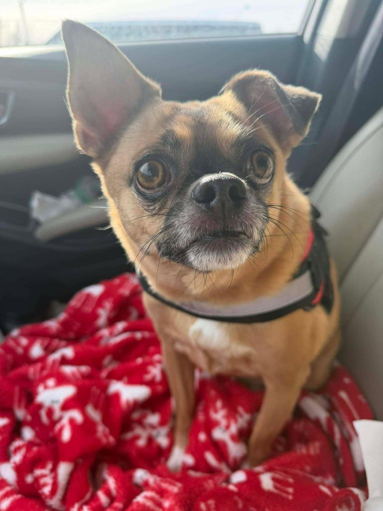 Moose, Adoptable, Adult Male Chihuahua & Pug.