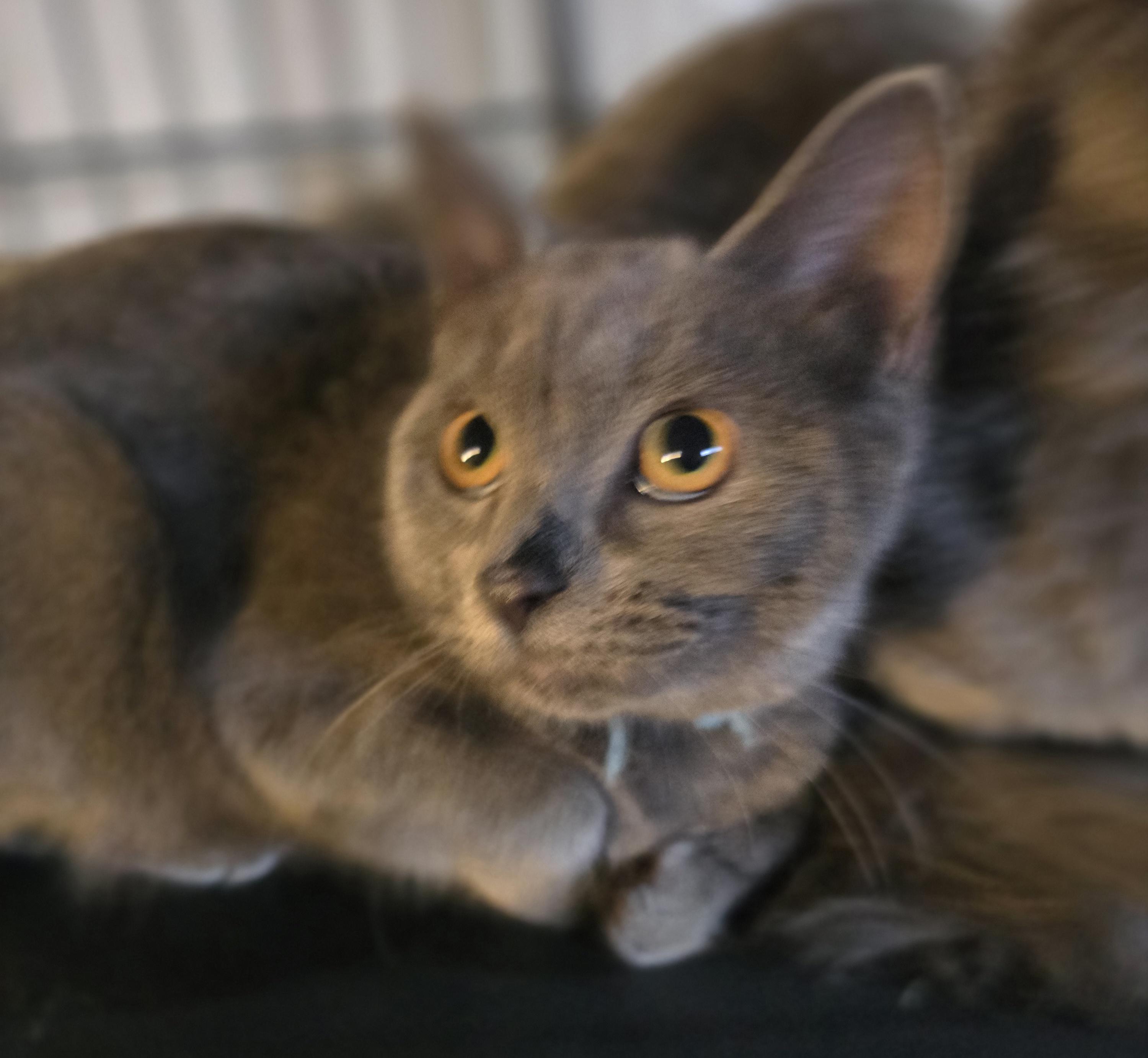 Enlarge Burberry , an adopted Domestic Short Hair in Elizabeth, PA image 4/4