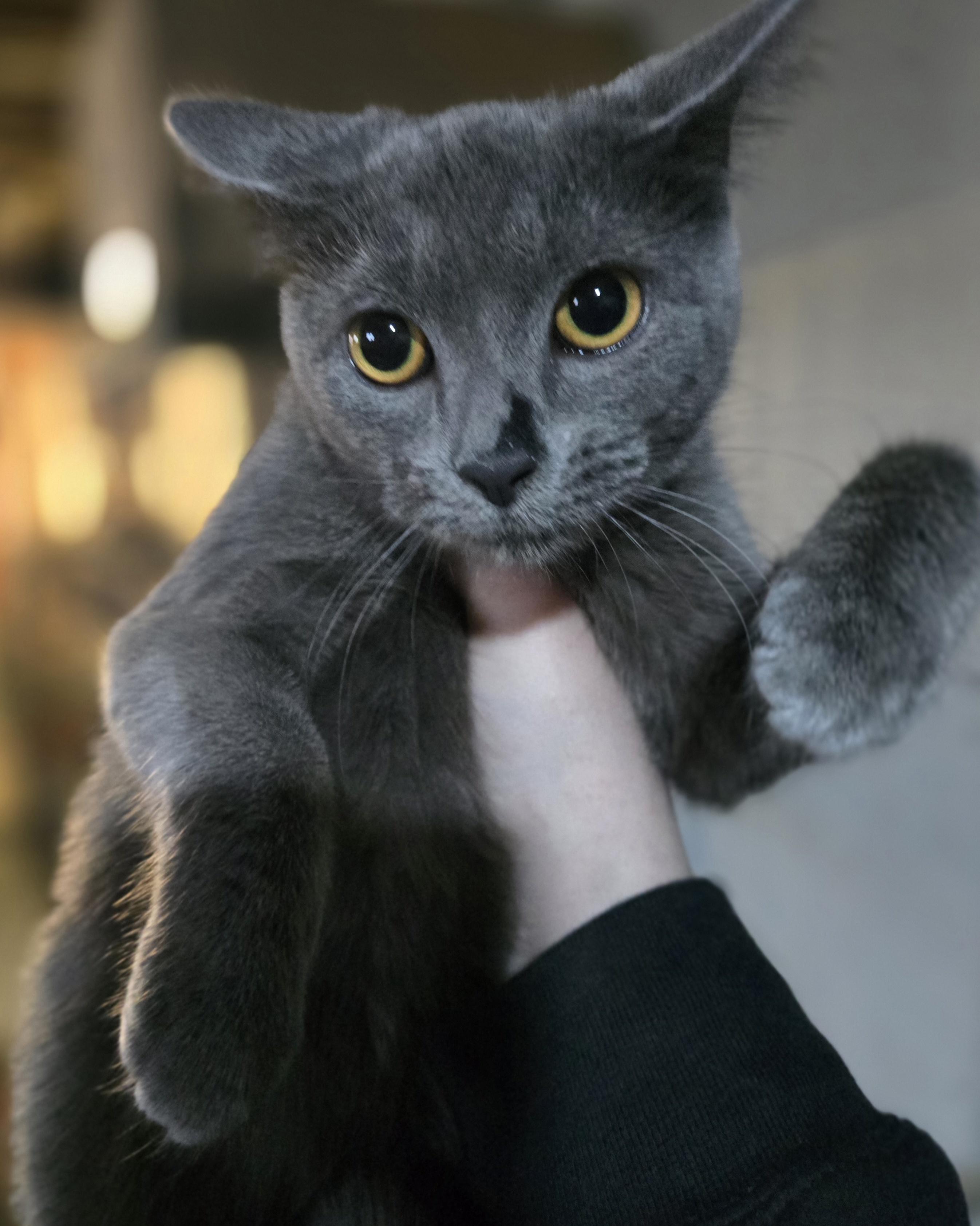 Enlarge Burberry , an adopted Domestic Short Hair in Elizabeth, PA image 2/4