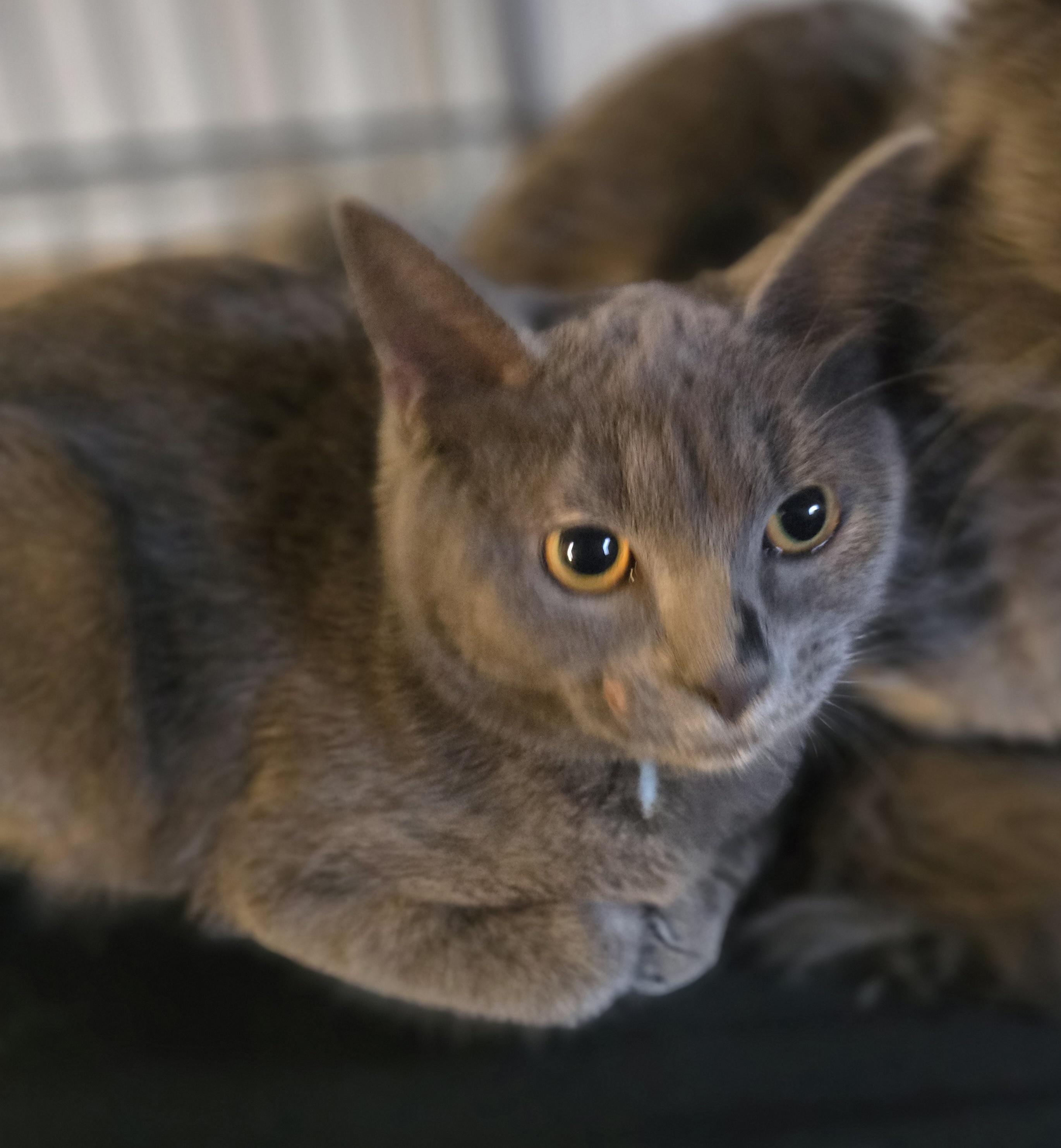 Enlarge Burberry , an adopted Domestic Short Hair in Elizabeth, PA image 3/4