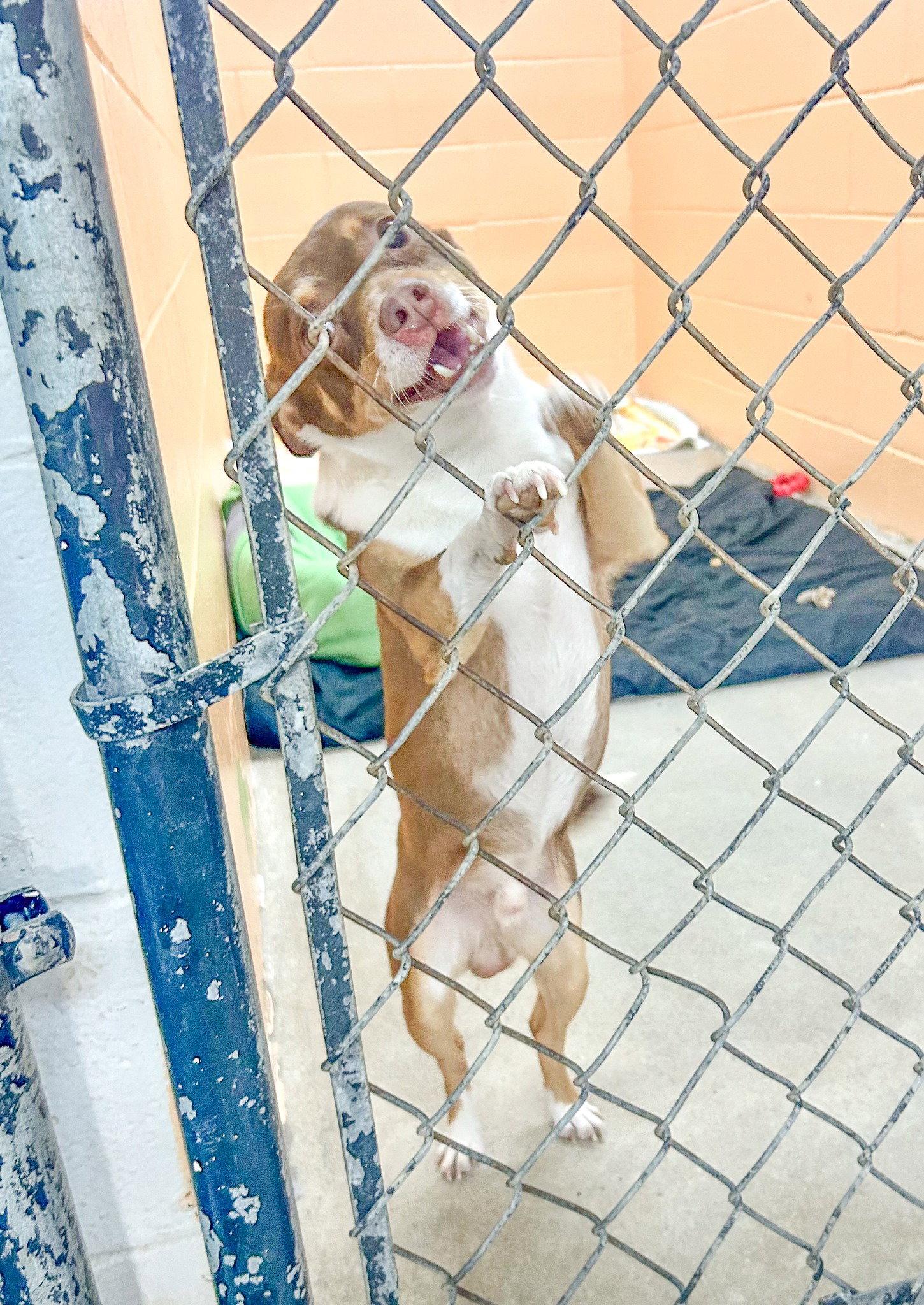 Peanut, Adoptable, Adult Male Chihuahua.