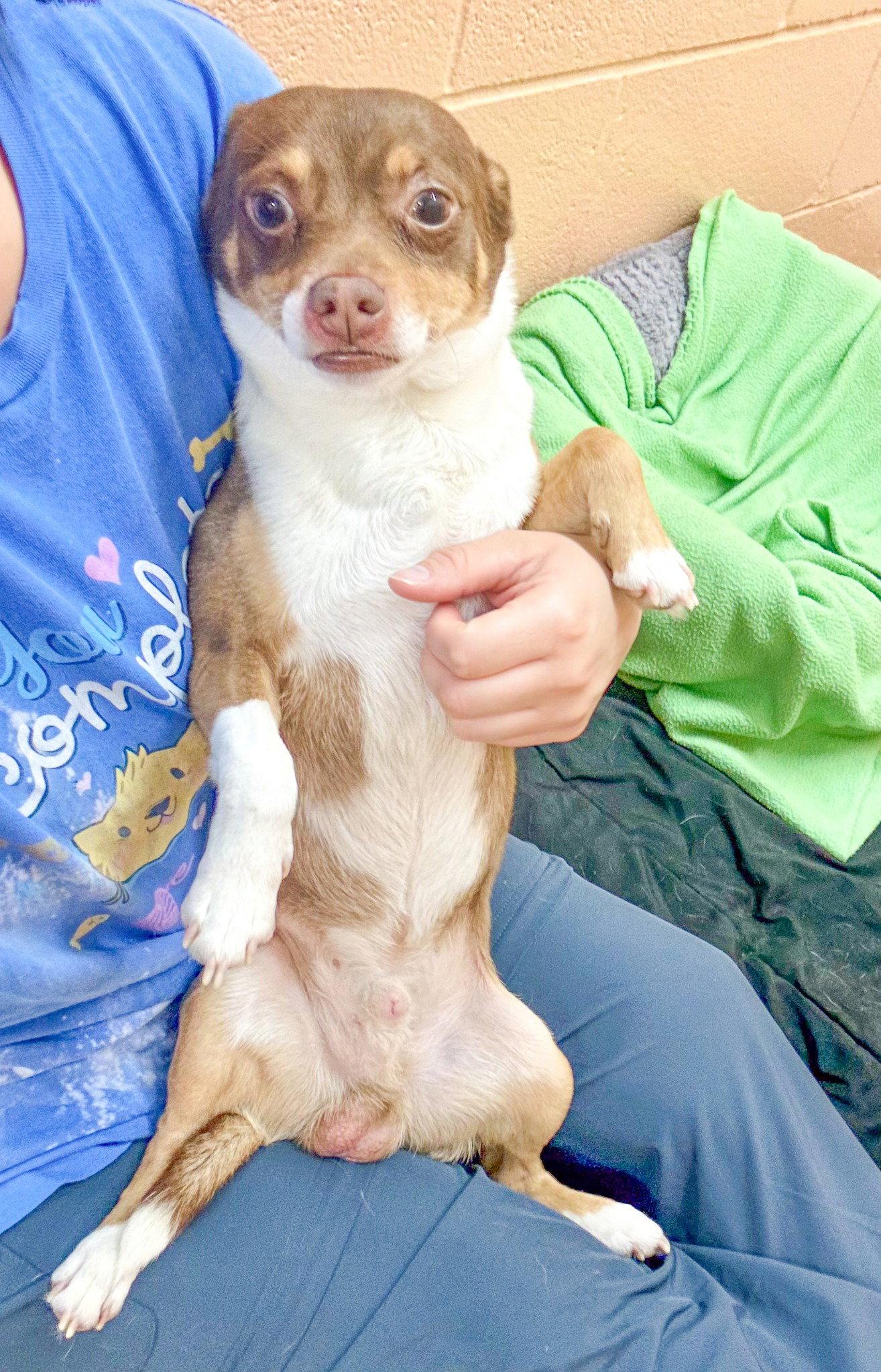 Enlarge Peanut, a Adoptable Chihuahua in Sanford, NC image 2/3