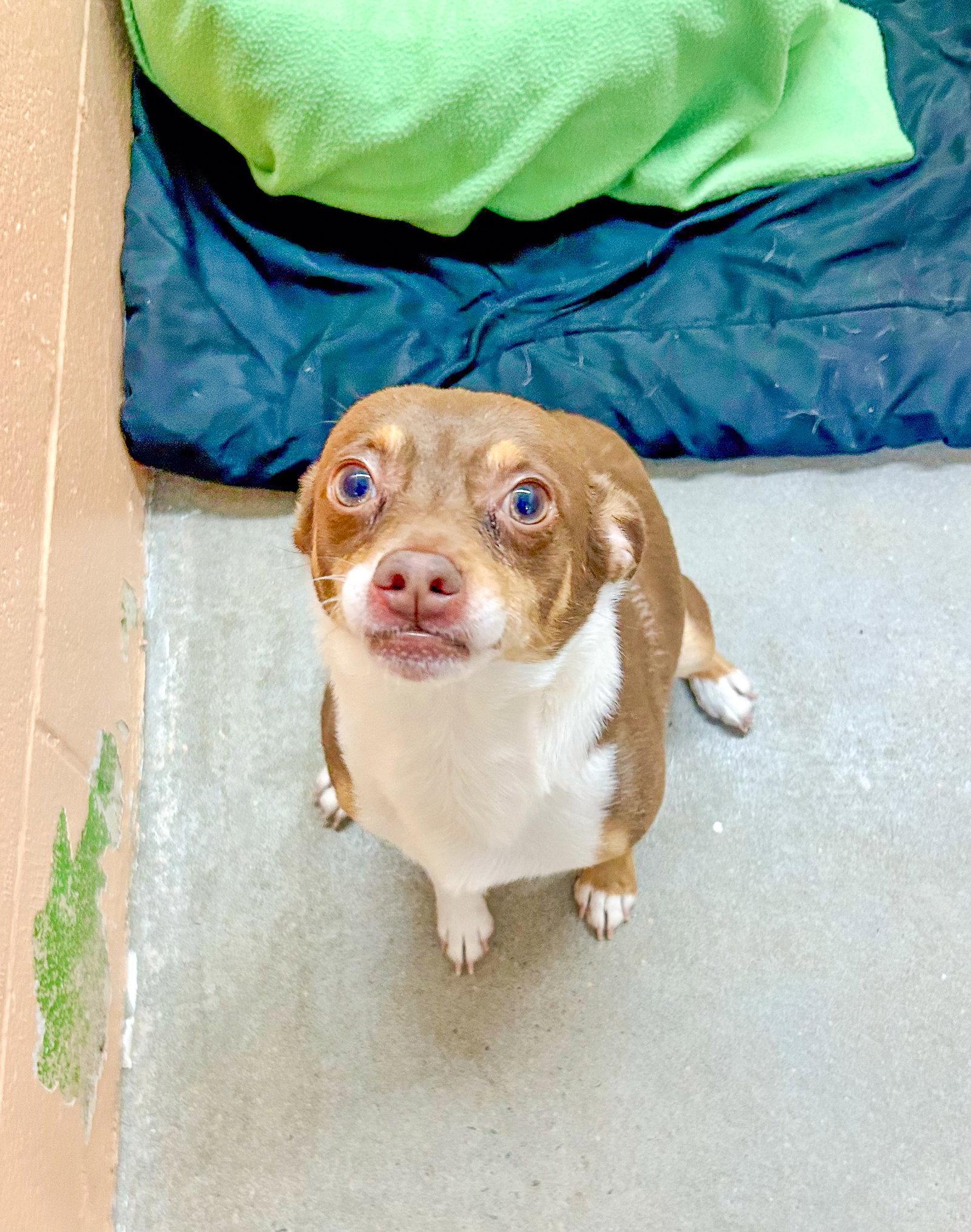 Enlarge Peanut, a Adoptable Chihuahua in Sanford, NC image 3/3