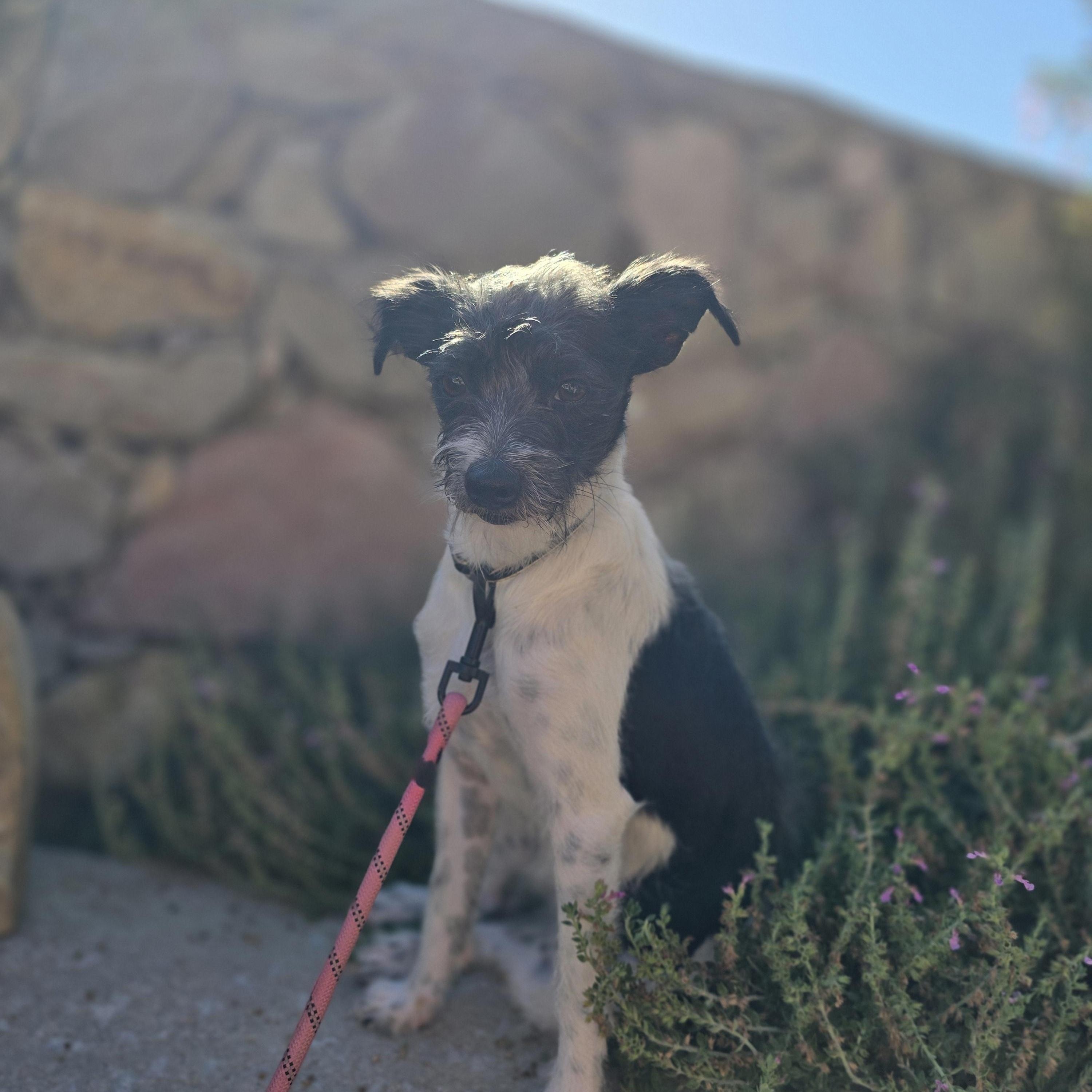 Enlarge Daphne, a Adopted mixed breed in Wausau, WI image 2/4