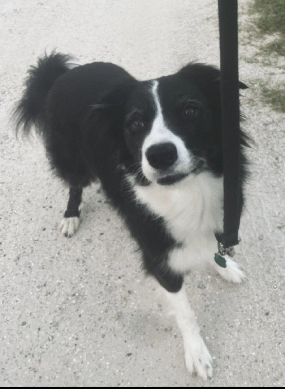 Enlarge Stella, a Adoptable Border Collie in ESTERO, FL image 1/2