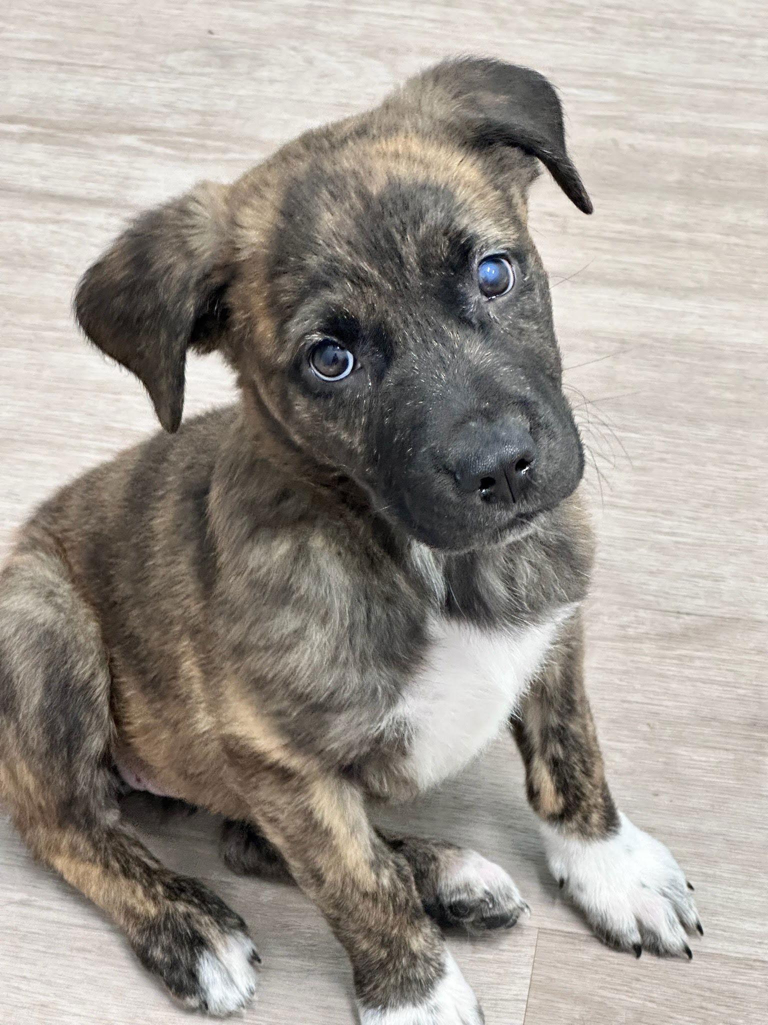 Enlarge Sadie, a Adopted mixed breed in Winter Park, CO image 1/1