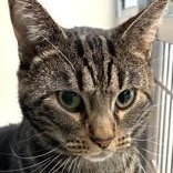 Enlarge Spike (and Princesa), a Adoptable Domestic Short Hair in Santa Cruz, CA image 1/1