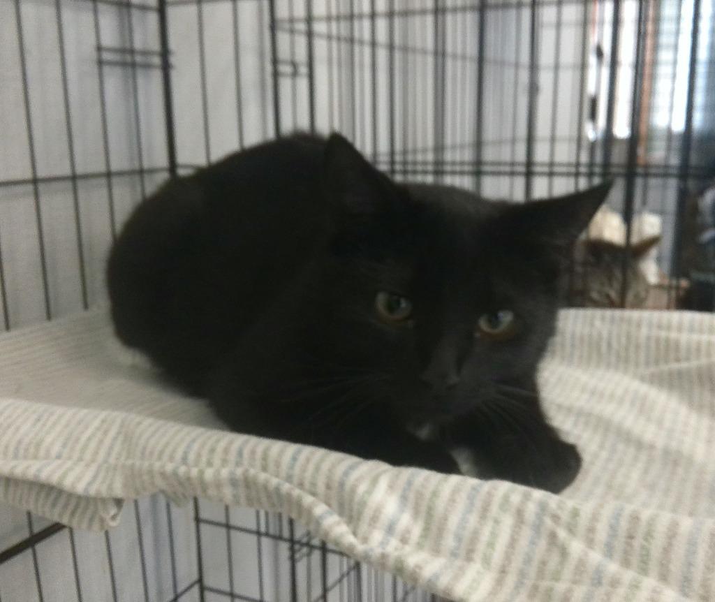 WILLIAM, a Adoptable Domestic Short Hair in Lemoore, CA image 1/3