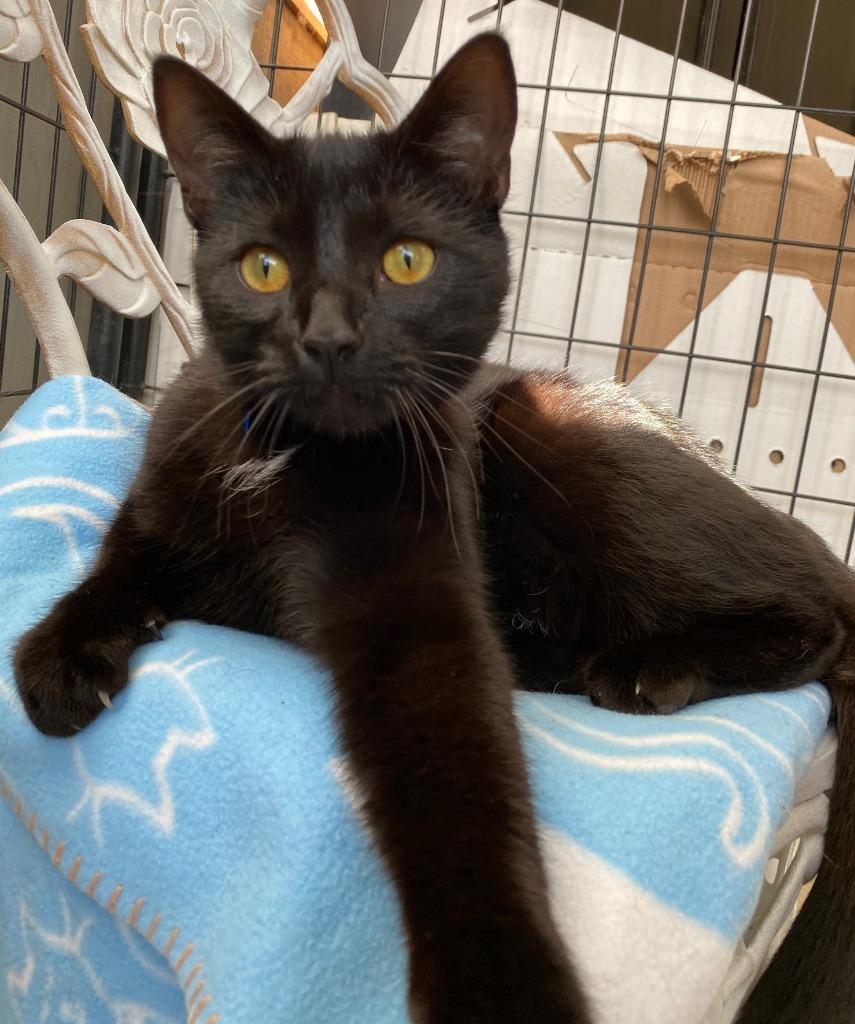 WILLIAM, a Adoptable Domestic Short Hair in Lemoore, CA image 2/3