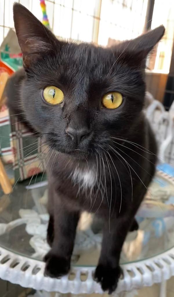 WILLIAM, a Adoptable Domestic Short Hair in Lemoore, CA image 3/3