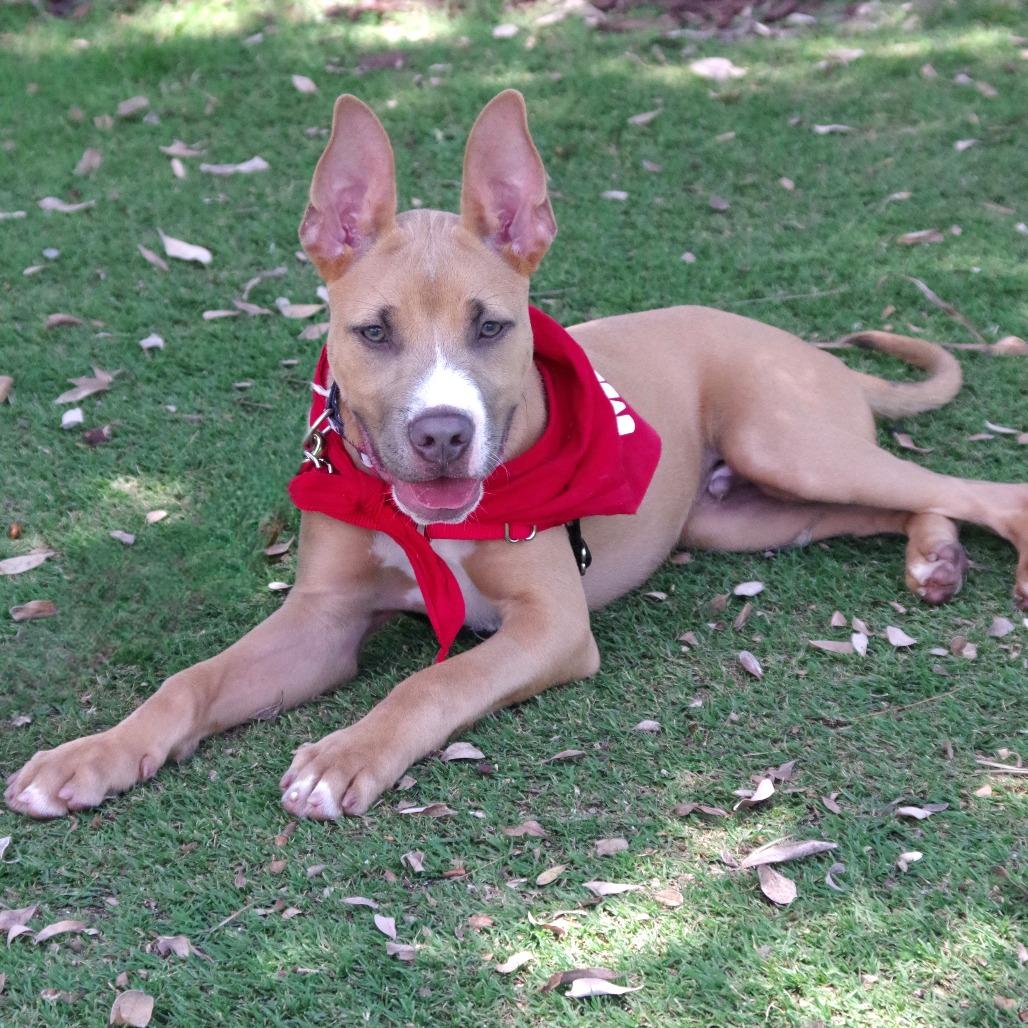 Puppy Ozuna, Adoptable, Young Male Terrier & Mixed Breed.