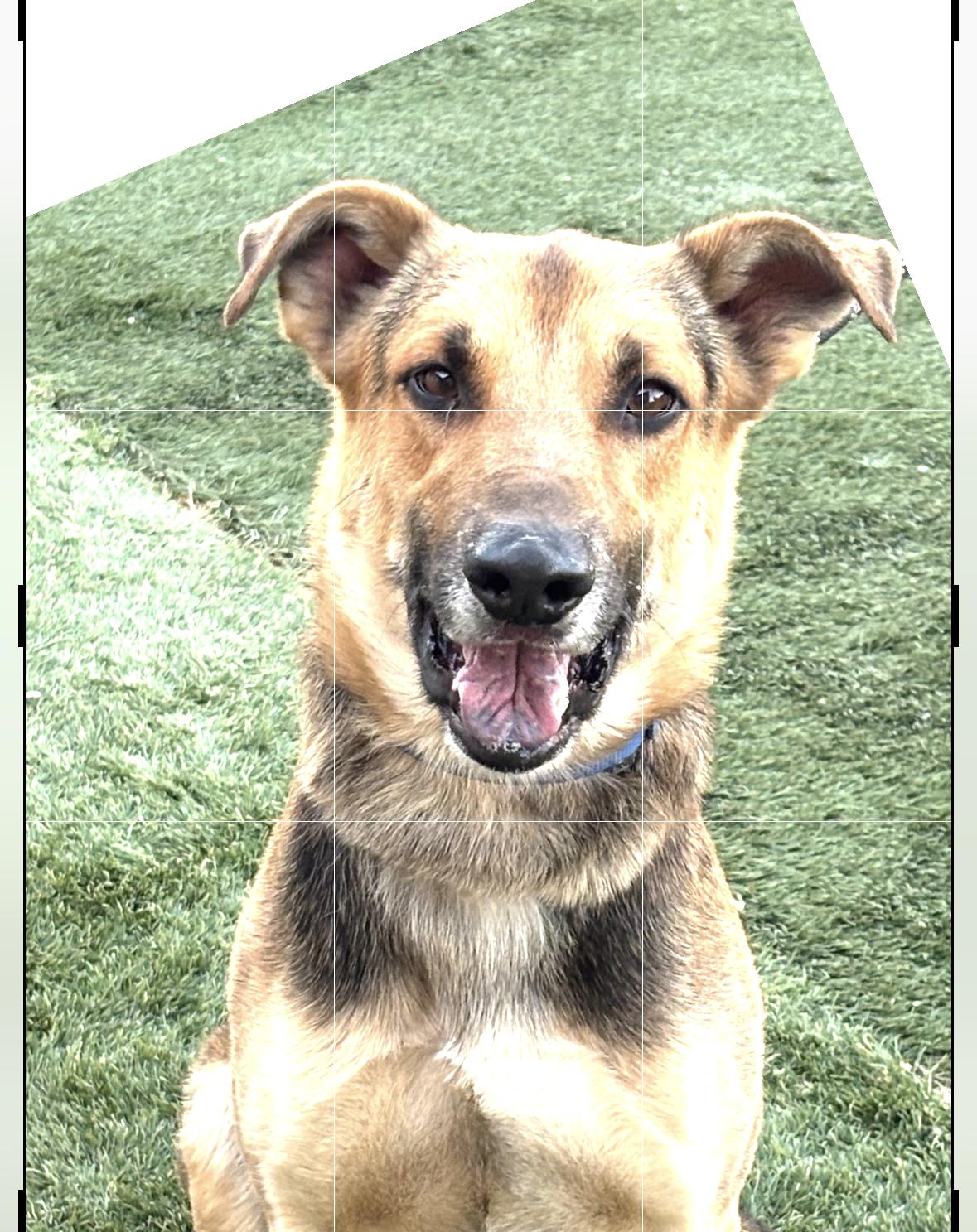 Toby, a Adoptable mixed breed in La Quinta , CA image 3/5