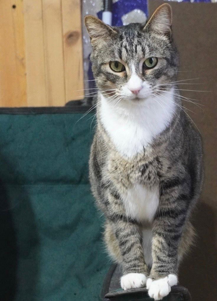 Enlarge Mittens, a Adoptable Domestic Short Hair in Pittsboro, NC image 1/1