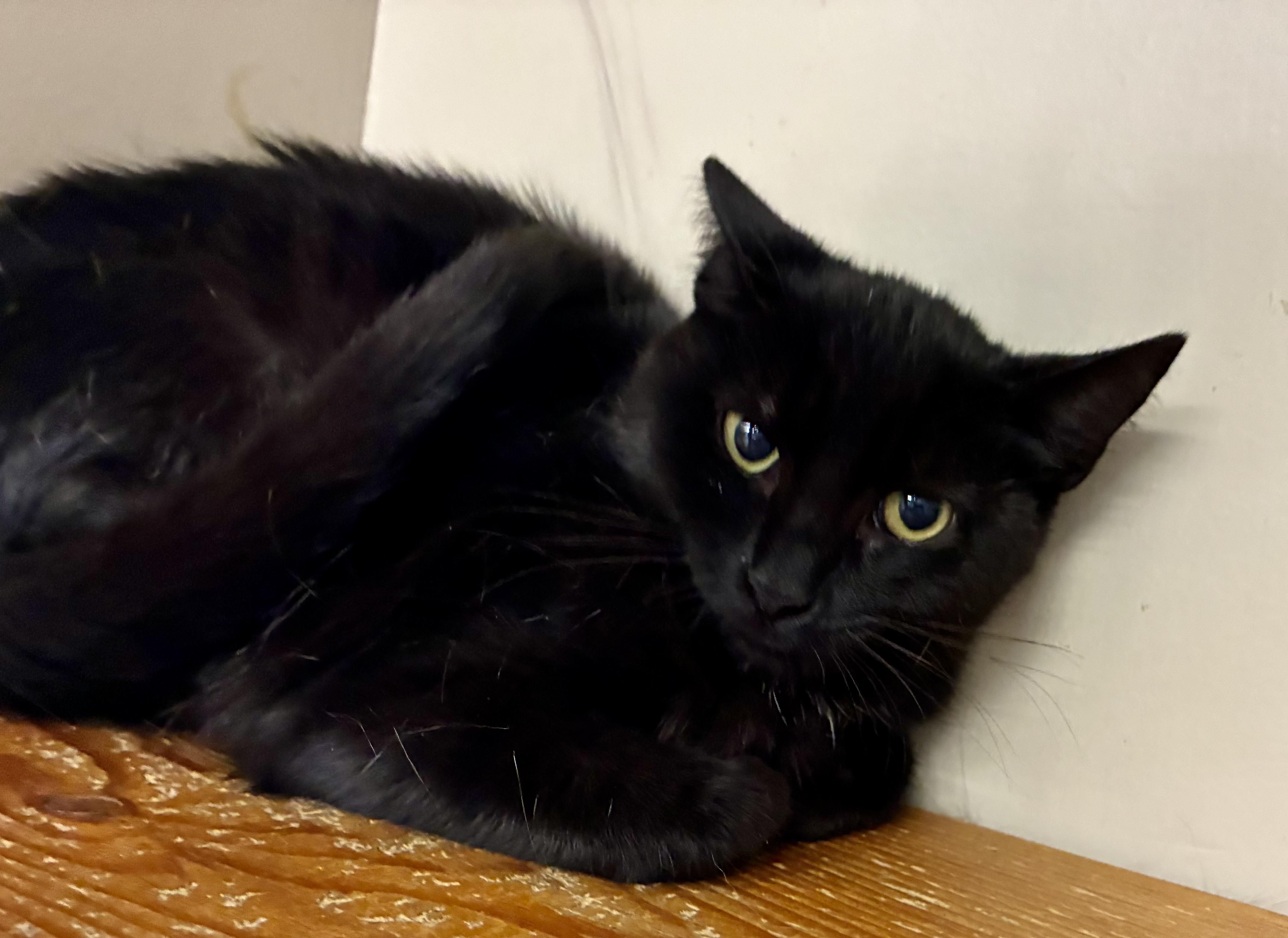 OILY, a Adoptable Domestic Short Hair in Louisa, KY image 1/4