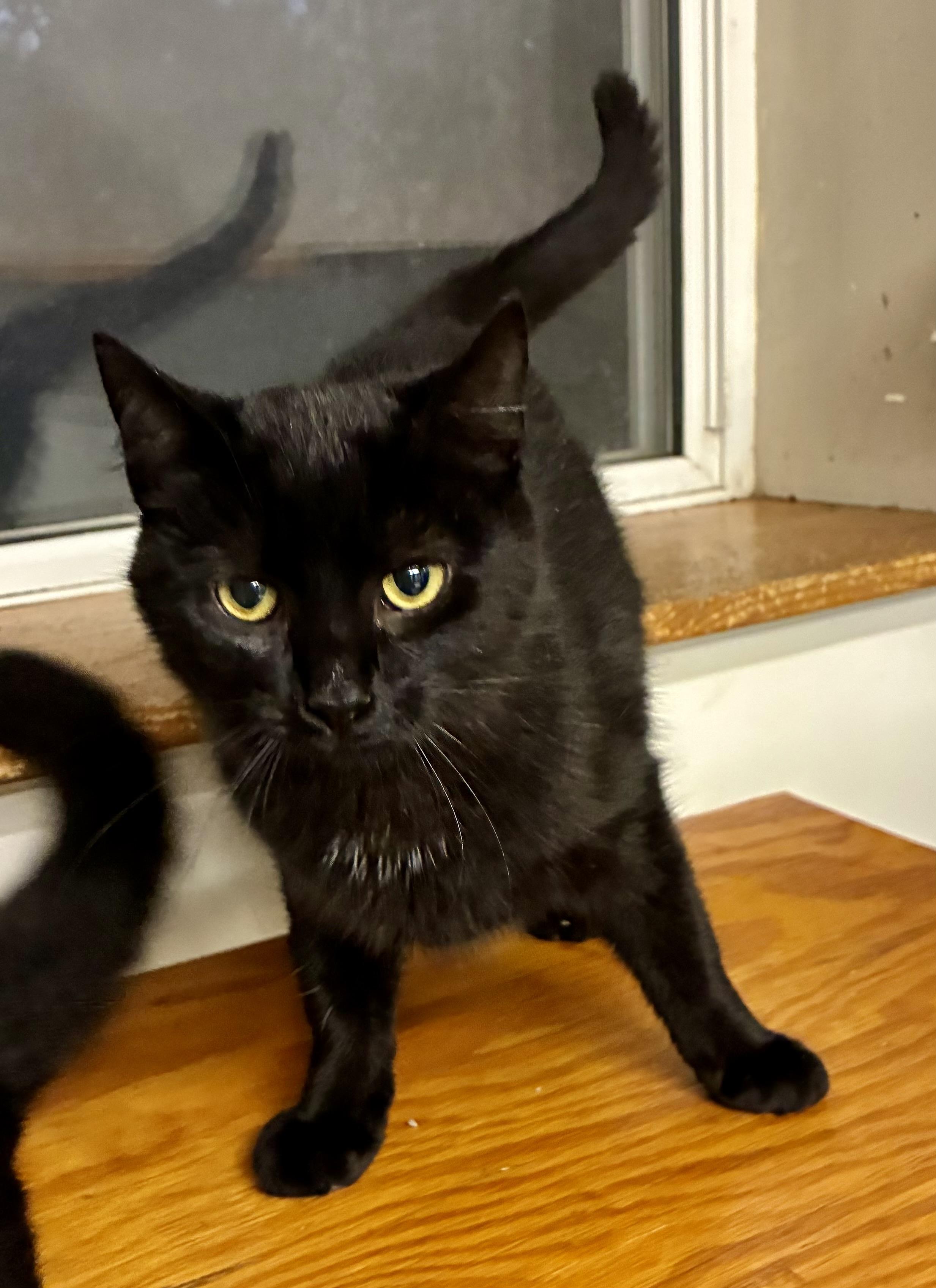 OILY, a Adoptable Domestic Short Hair in Louisa, KY image 2/4