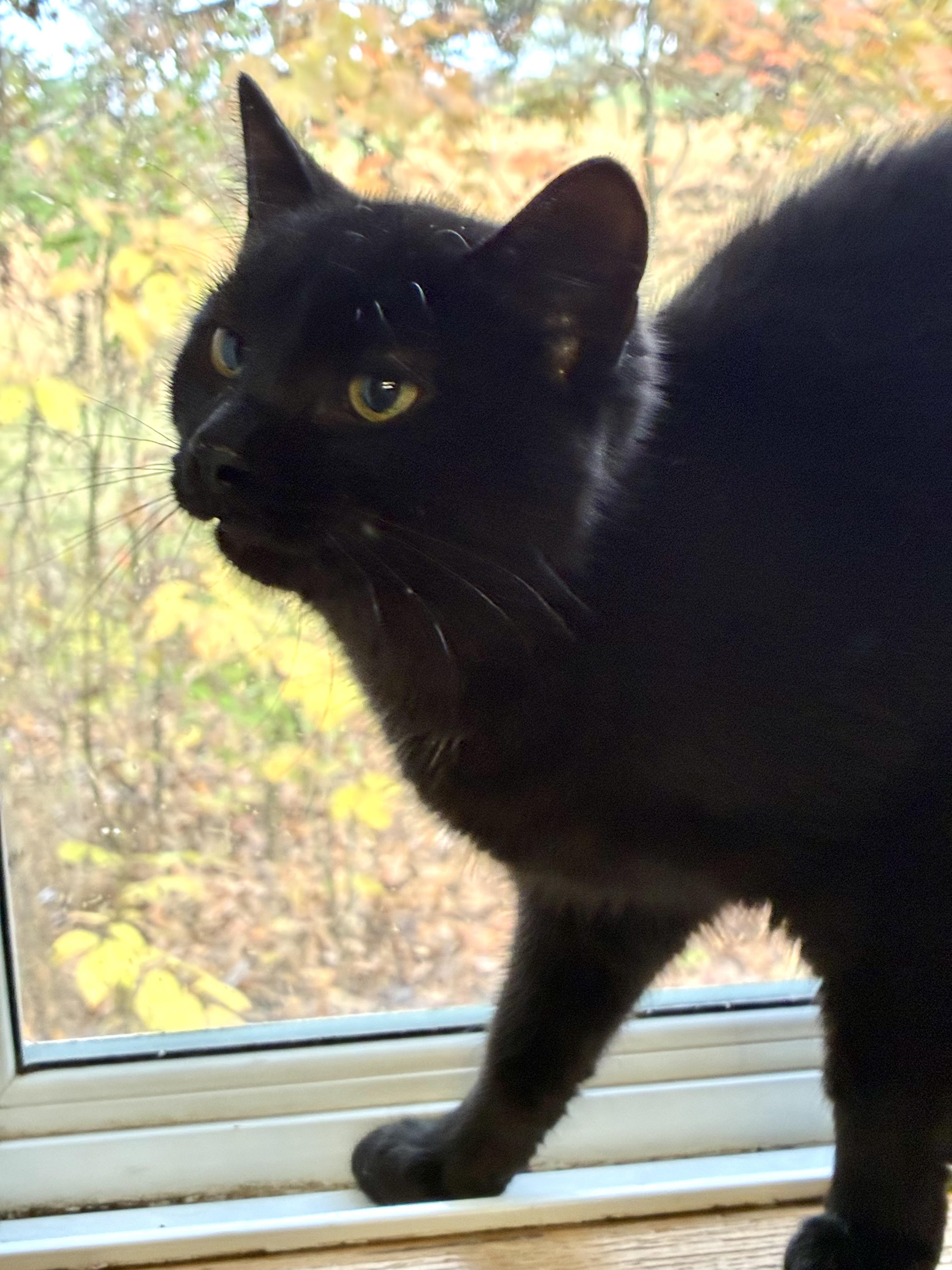 OILY, a Adoptable Domestic Short Hair in Louisa, KY image 3/4