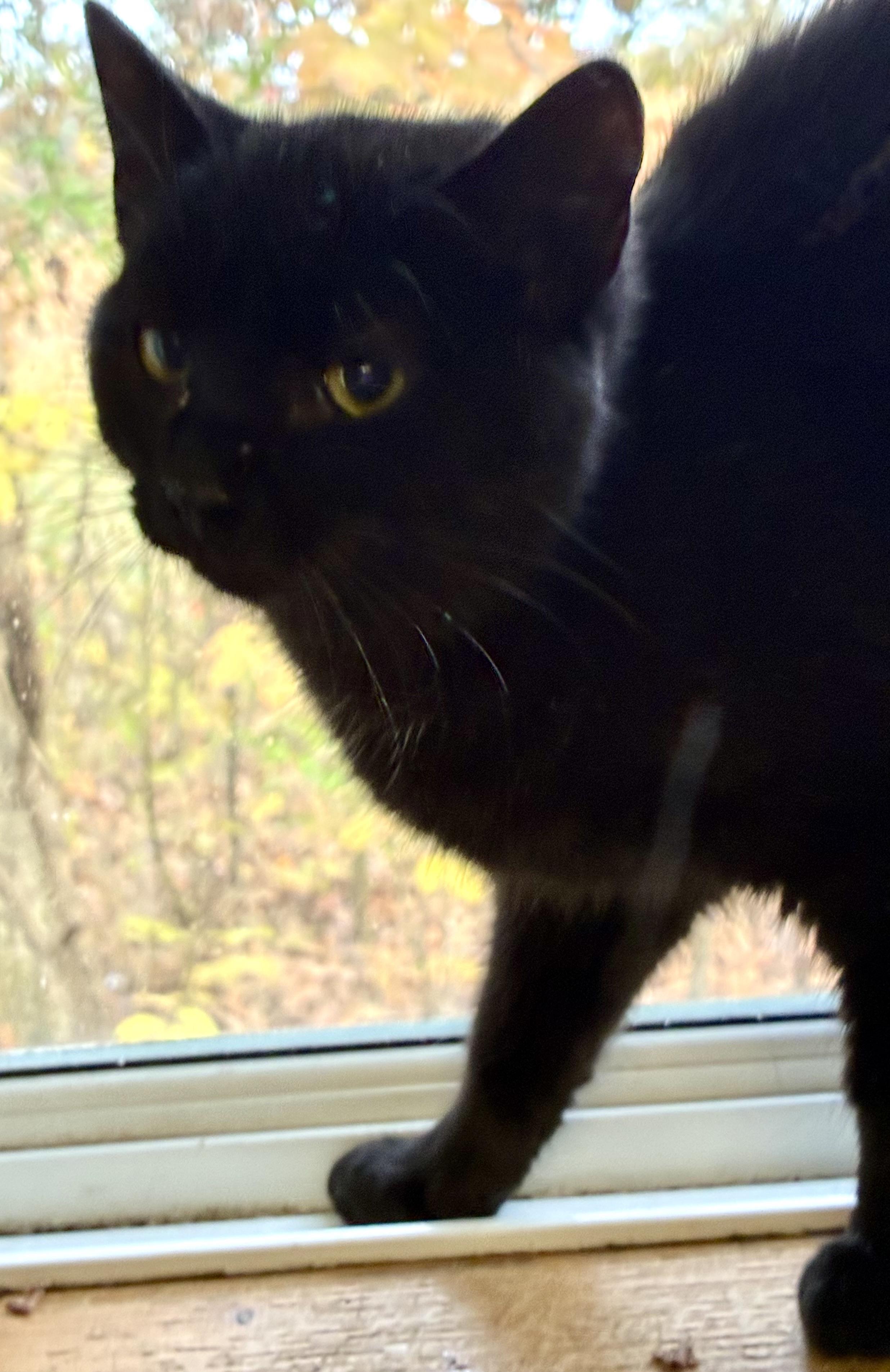 OILY, a Adoptable Domestic Short Hair in Louisa, KY image 4/4