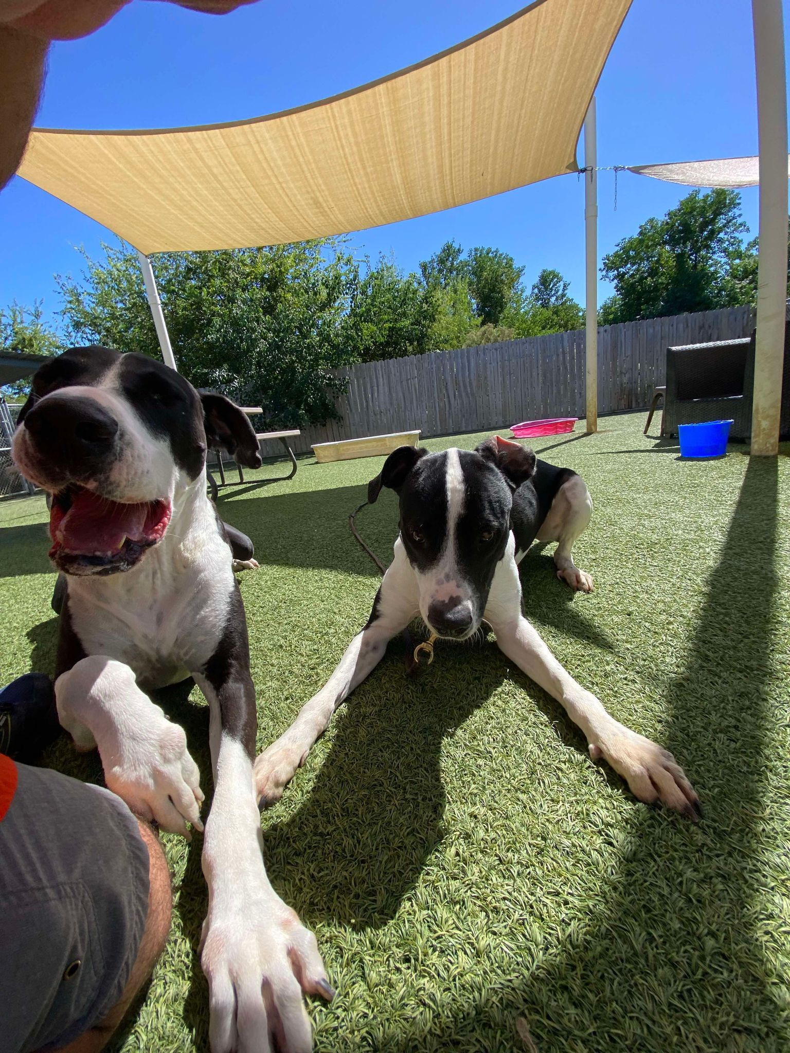 Enlarge Sirius Black, a Adoptable mixed breed in Seattle, WA image 3/6