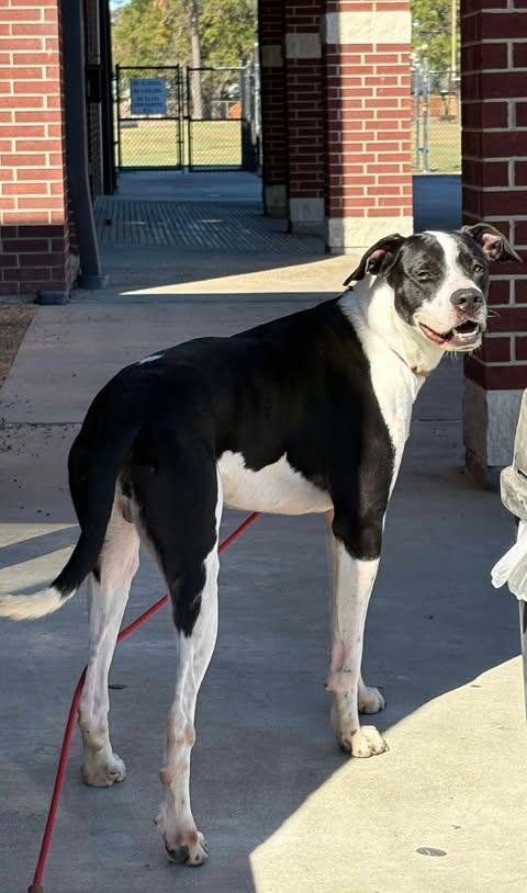 Enlarge Sirius Black, a Adoptable mixed breed in Seattle, WA image 1/6