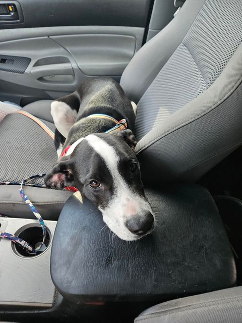 Enlarge Sirius Black, a Adoptable mixed breed in Seattle, WA image 5/6