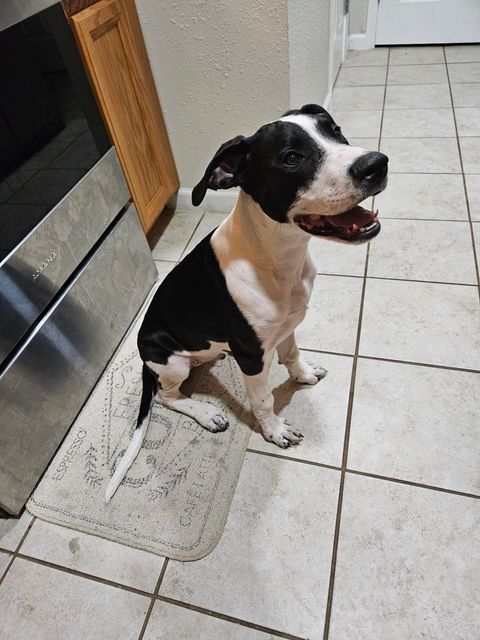 Enlarge Sirius Black, a Adoptable mixed breed in Seattle, WA image 4/6