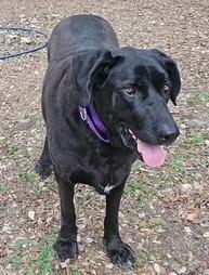 Enlarge Willow, a Adoptable Labrador Retriever in Austin, TX image 1/1