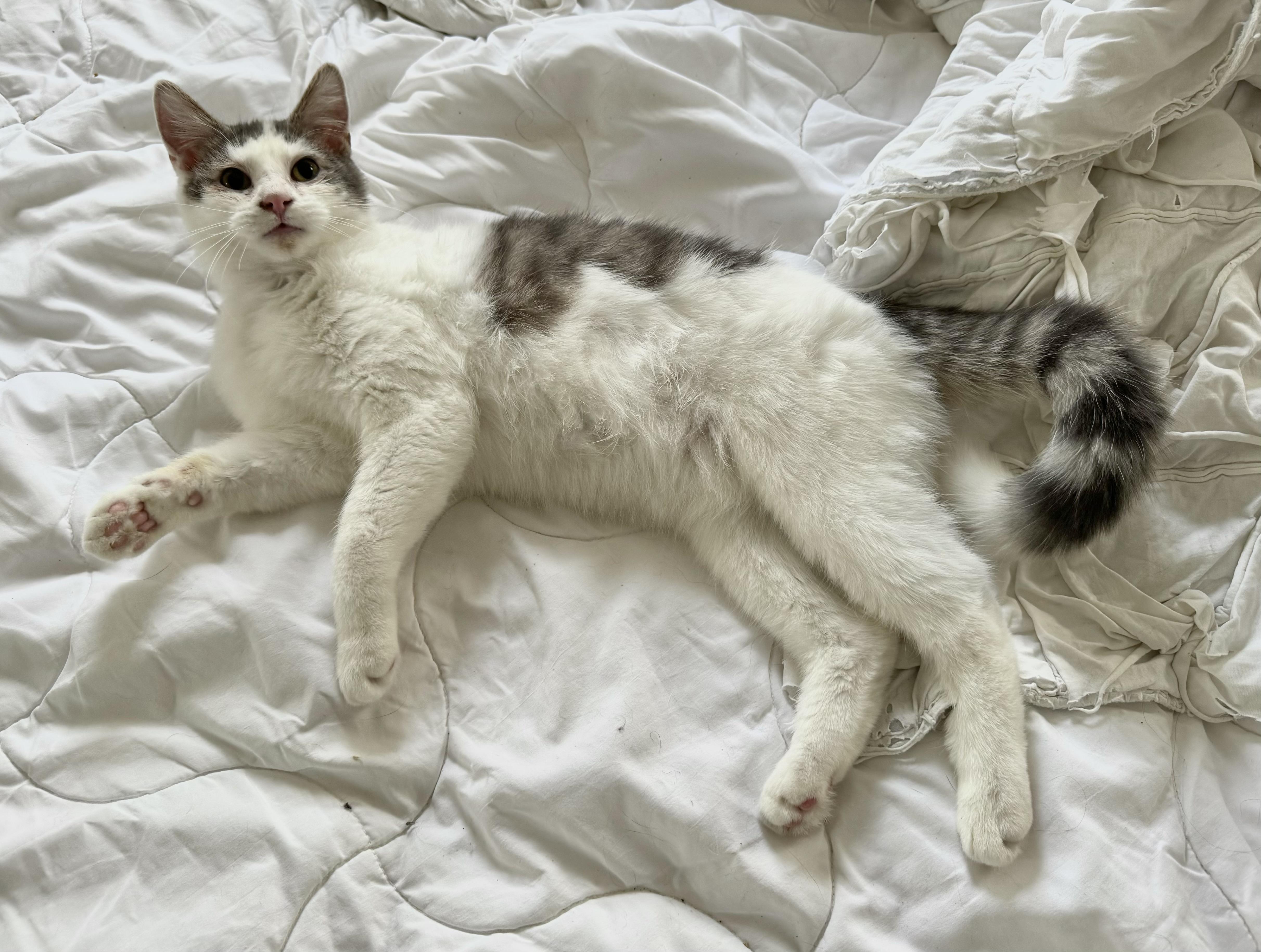 Enlarge Sky, a Adoptable Domestic Short Hair in Rochester, MN image 1/1