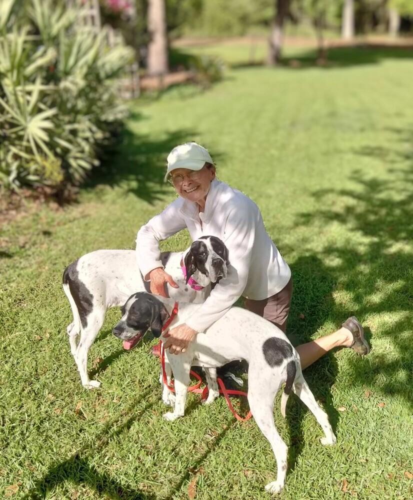 Riva, a Adopted Pointer in Ellsworth, ME image 1/2