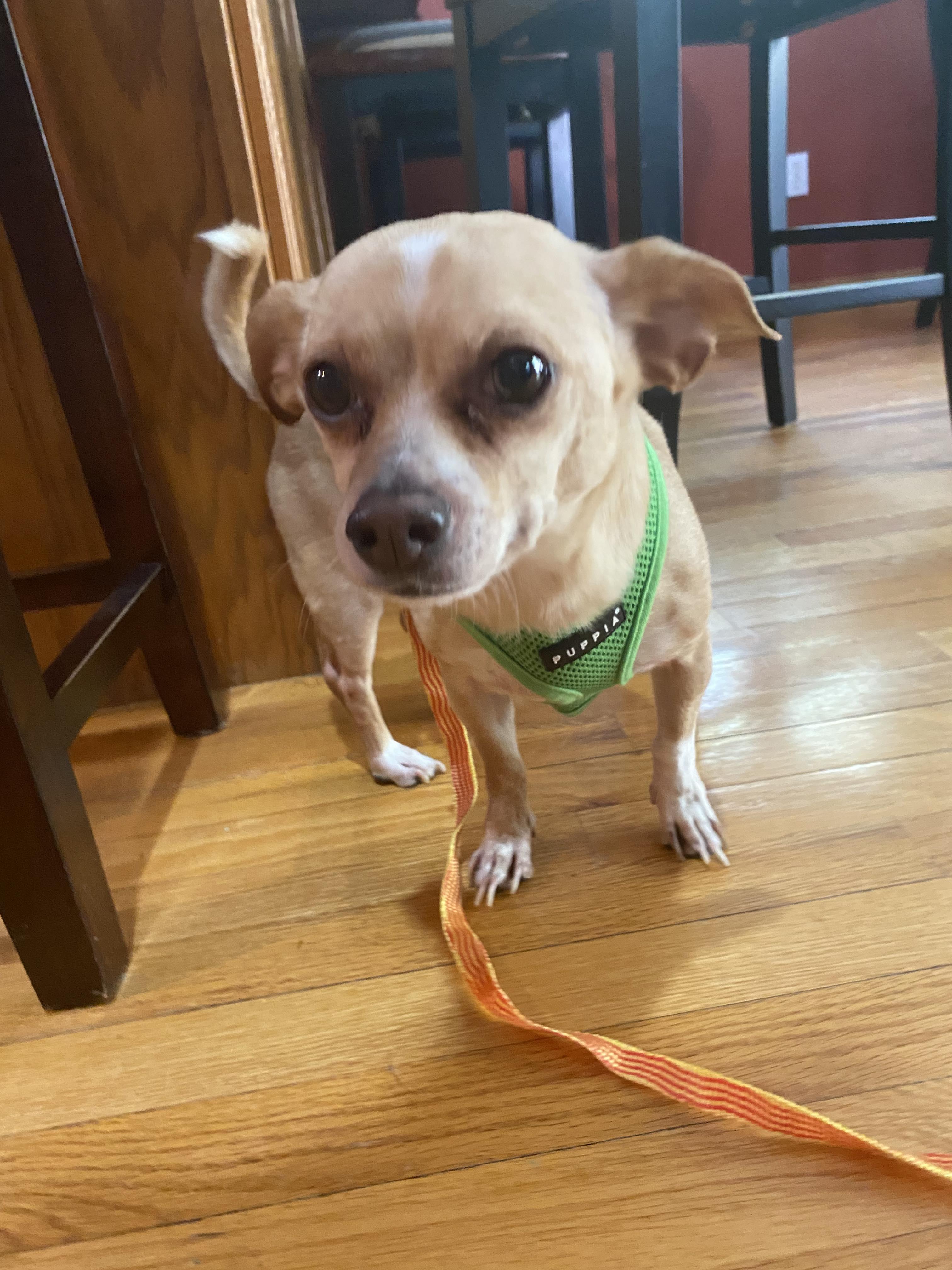 Taco, Adopted, Adult Male Pembroke Welsh Corgi & Chihuahua.
