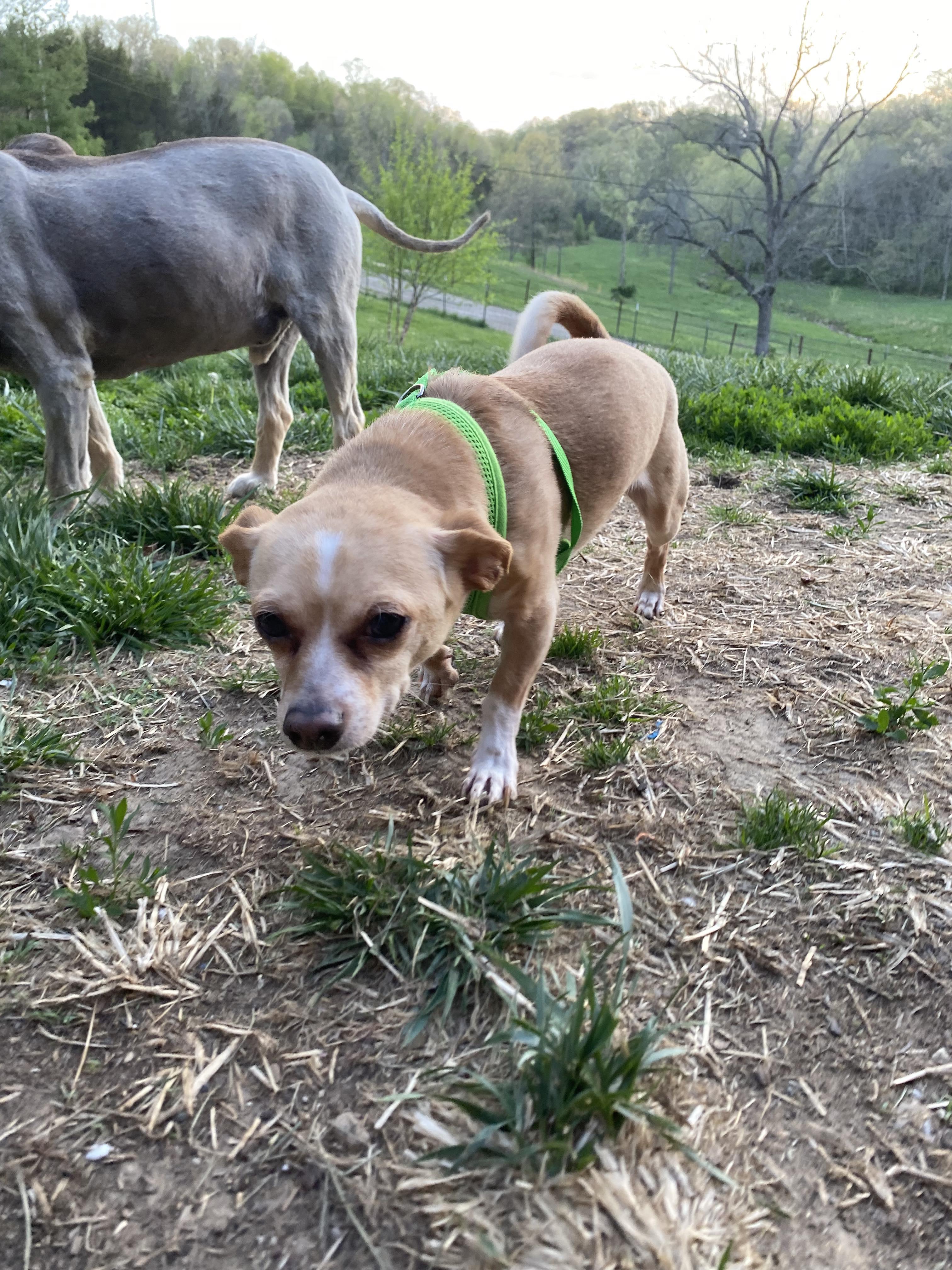 Enlarge Taco, a Adopted mixed breed in Columbia, MO image 2/3