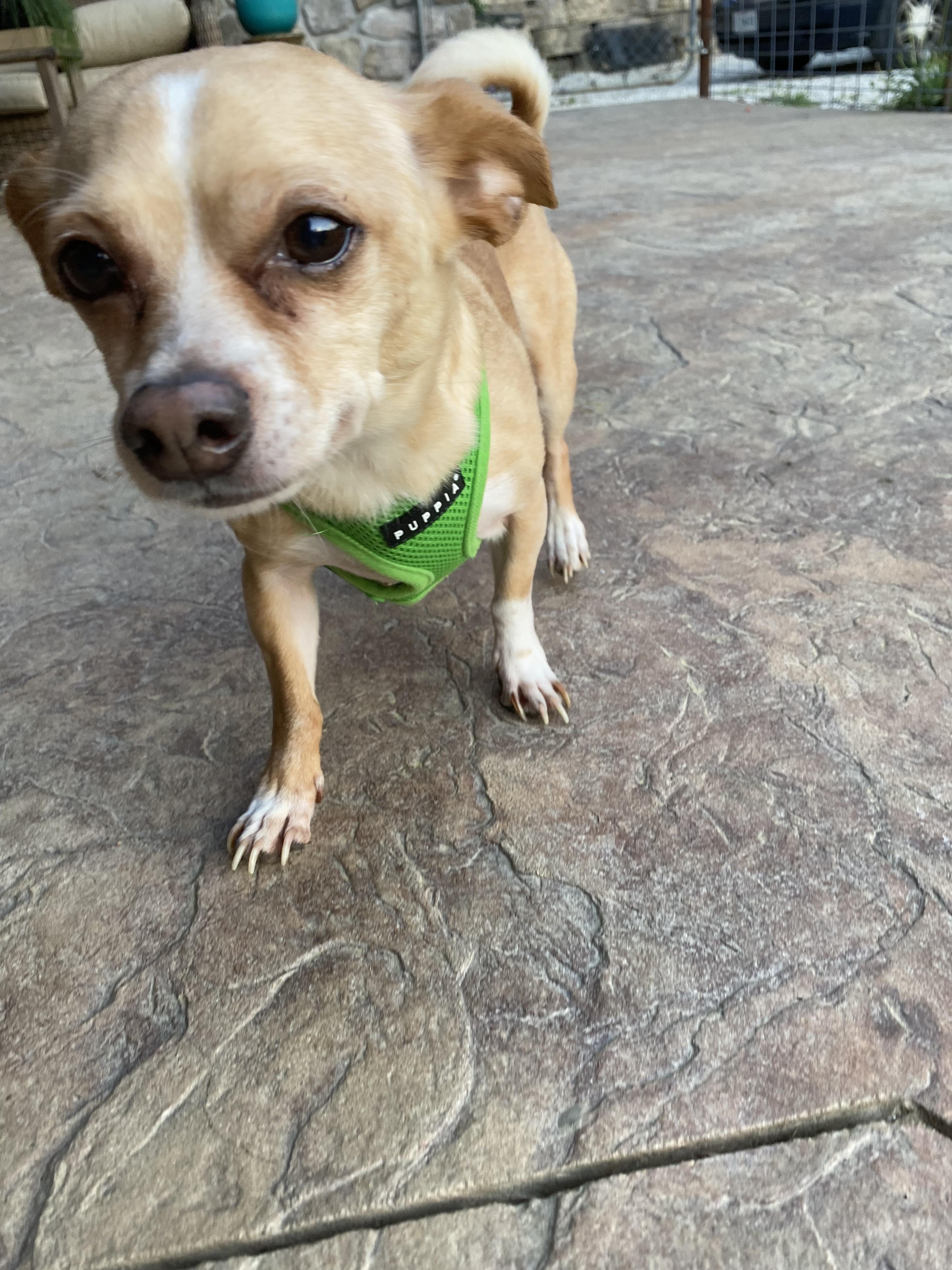 Enlarge Taco, a Adopted mixed breed in Columbia, MO image 3/3