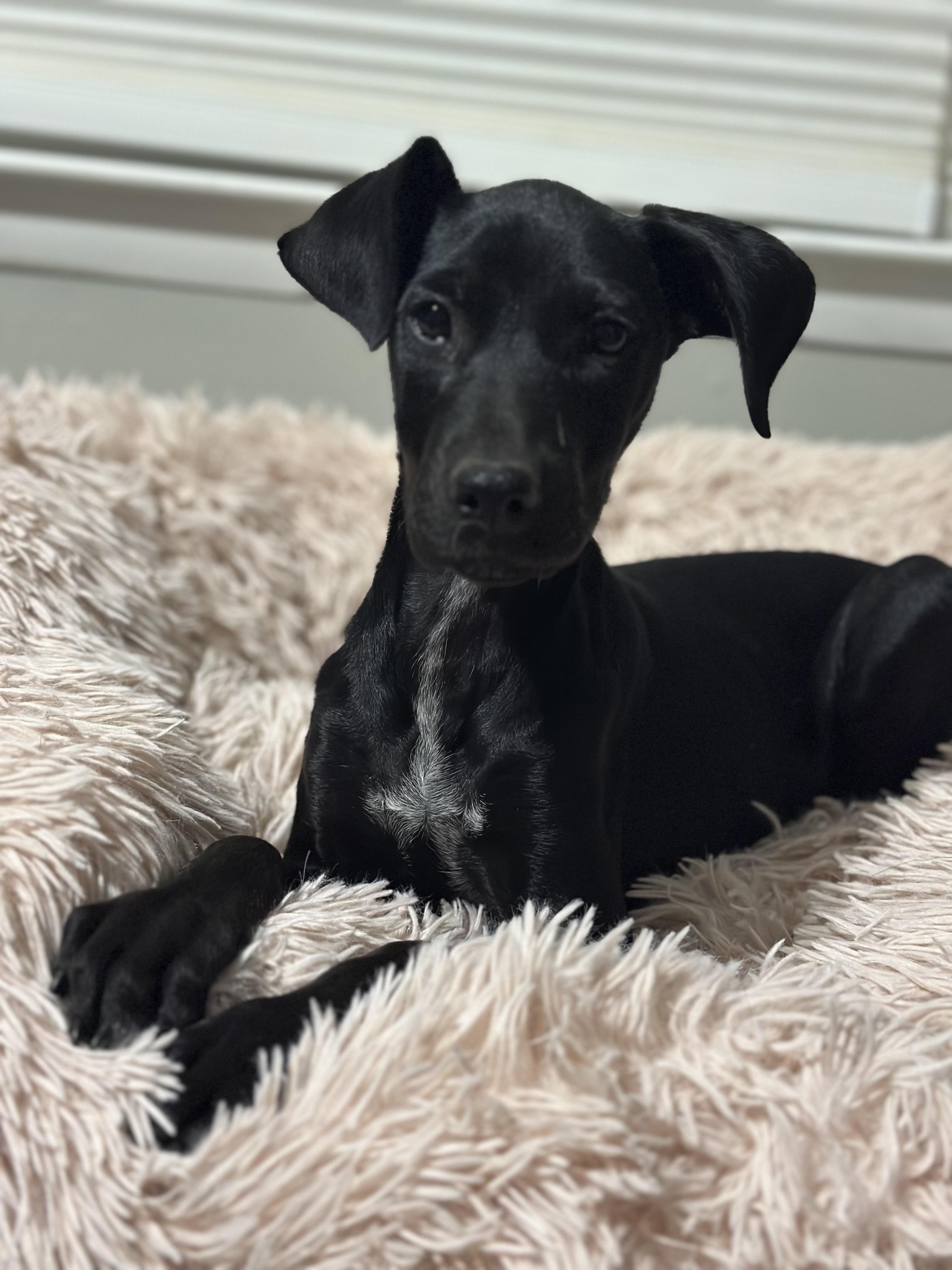 Joy, ADOPTABLE, Puppy Female Doberman Pinscher & Poodle.