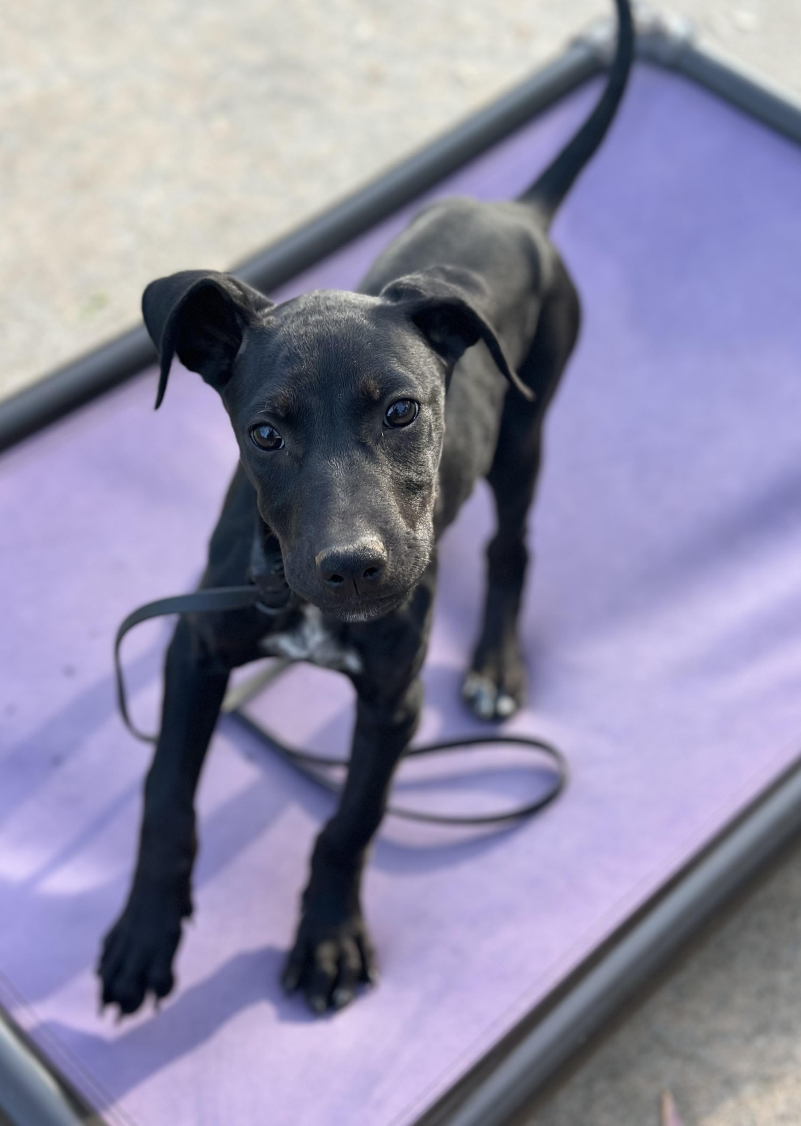 Enlarge Joy, a ADOPTABLE mixed breed in Suffield, CT image 3/3