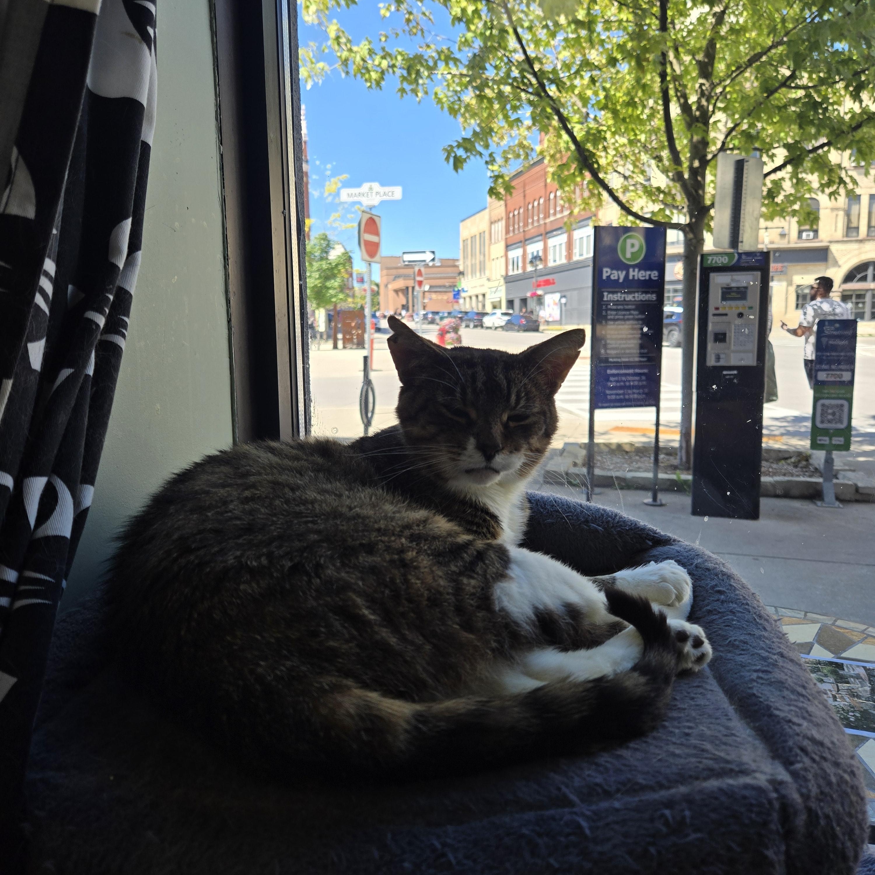 SOLDIER BOY, a Adoptable Domestic Short Hair in Tillsonburg, ON image 6/6