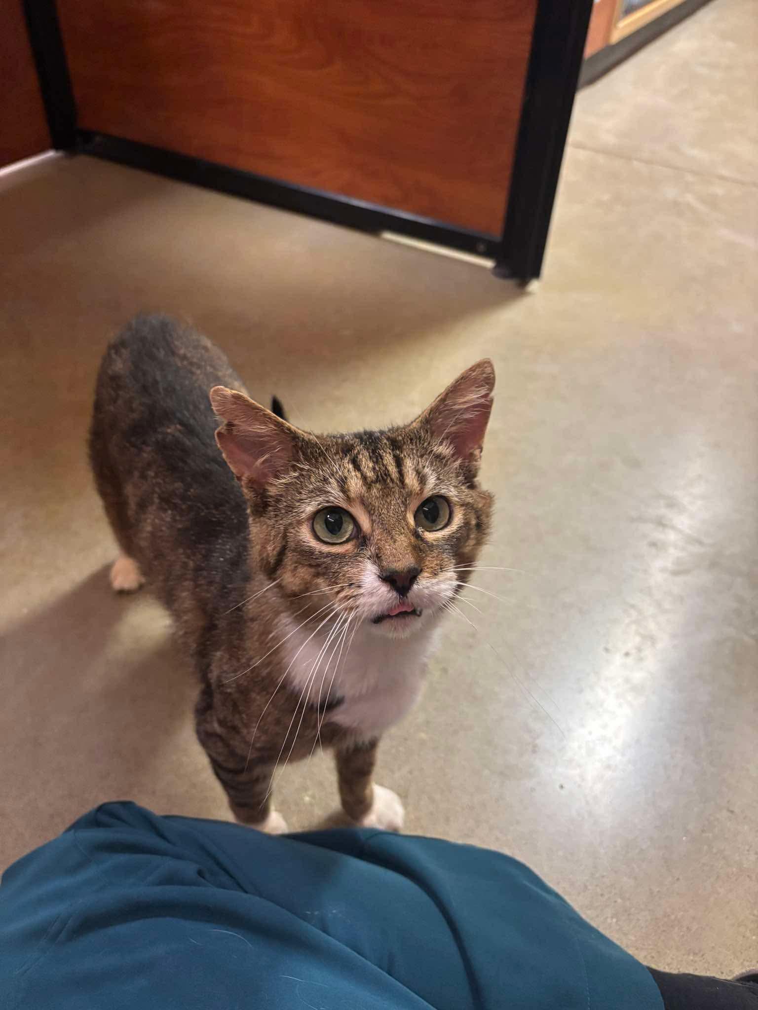 SOLDIER BOY, a Adoptable Domestic Short Hair in Tillsonburg, ON image 5/6