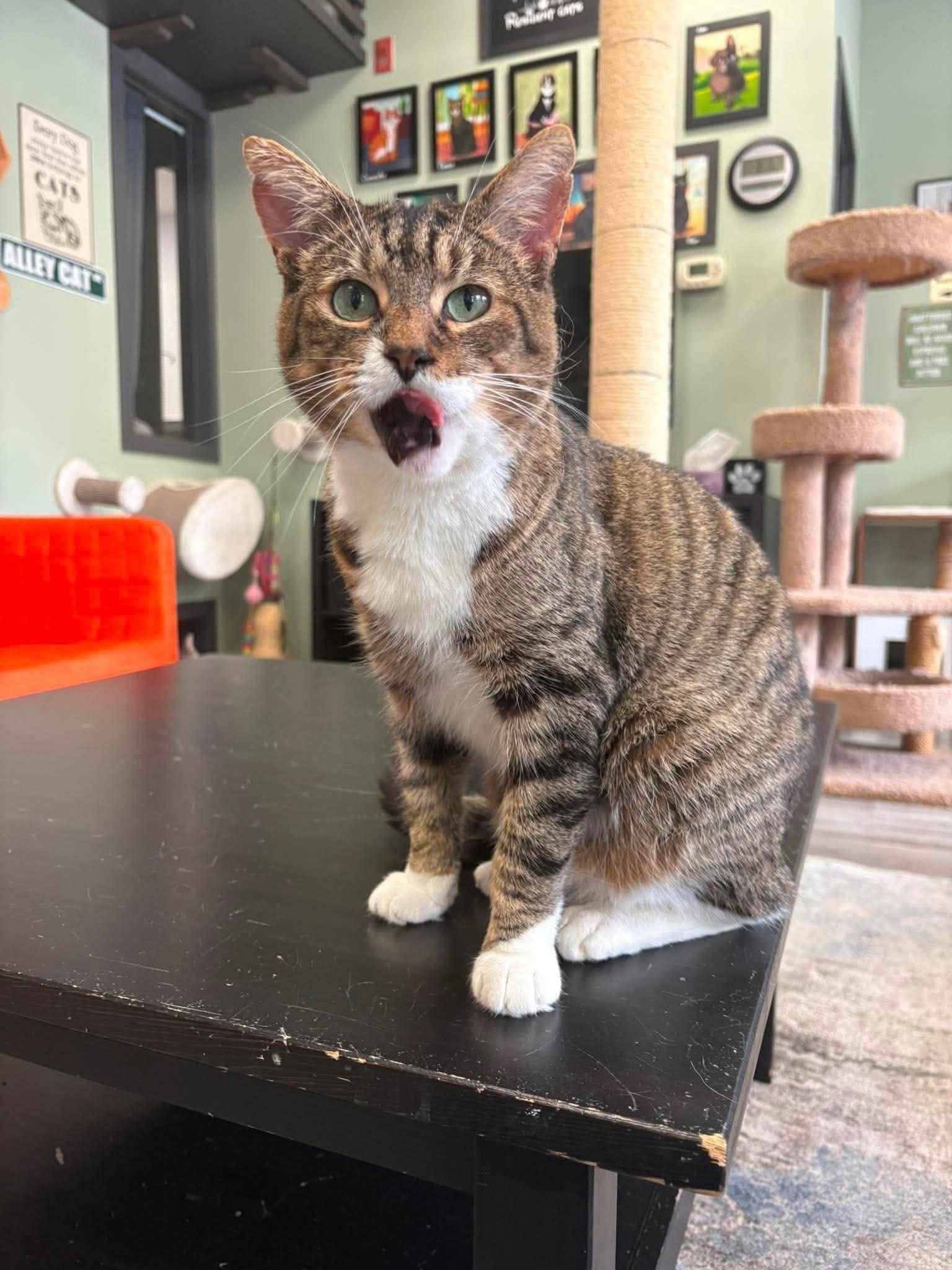 Enlarge SOLDIER BOY, a Adopted Domestic Short Hair in Tillsonburg, ON image 1/6