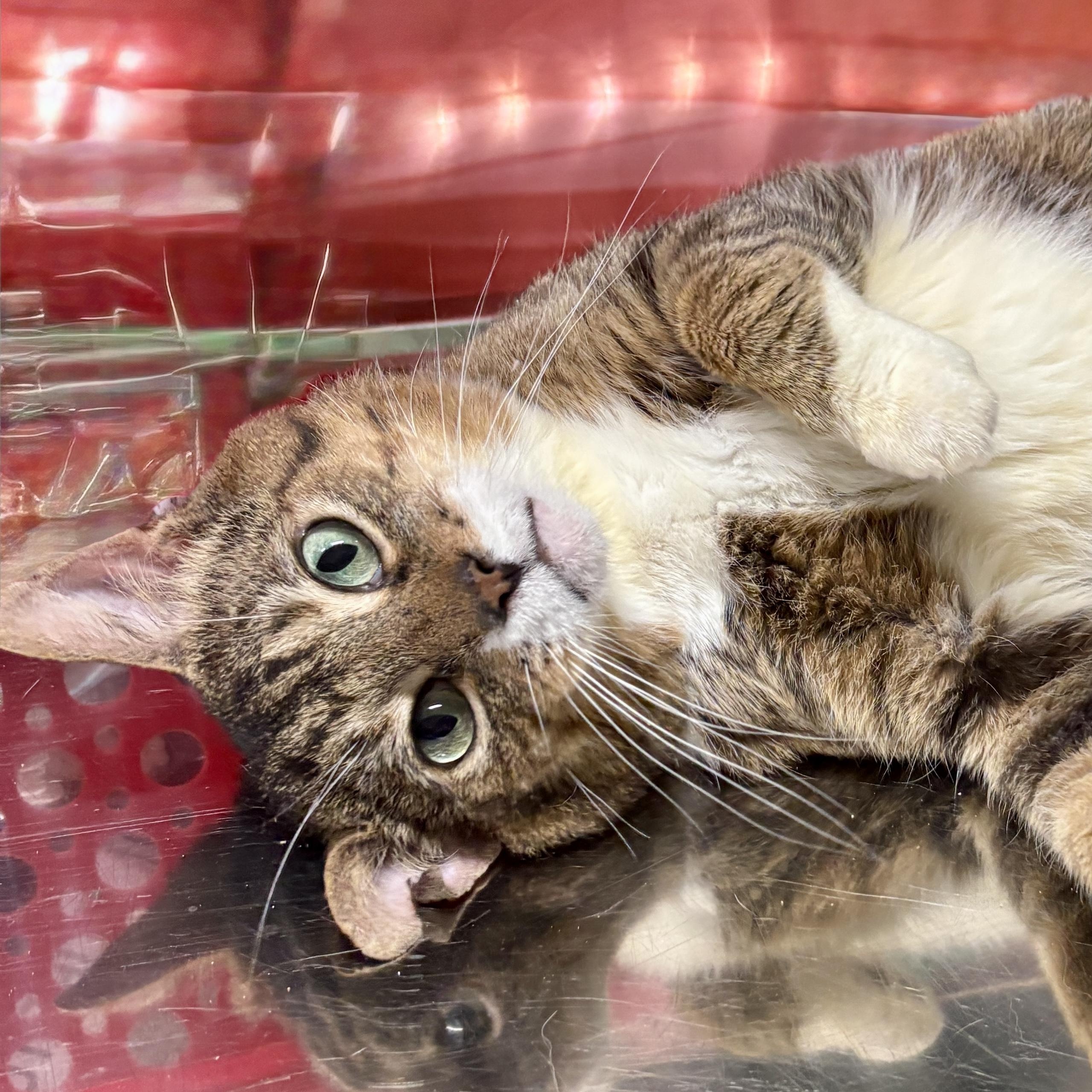 SOLDIER BOY, a Adoptable Domestic Short Hair in Tillsonburg, ON image 1/6