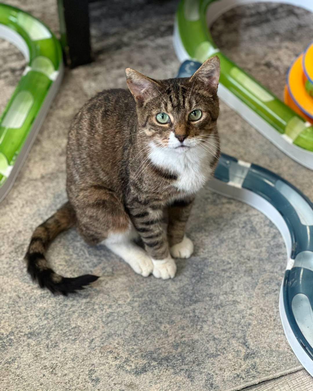 Enlarge SOLDIER BOY, a Adoptable Domestic Short Hair in Tillsonburg, ON image 1/6