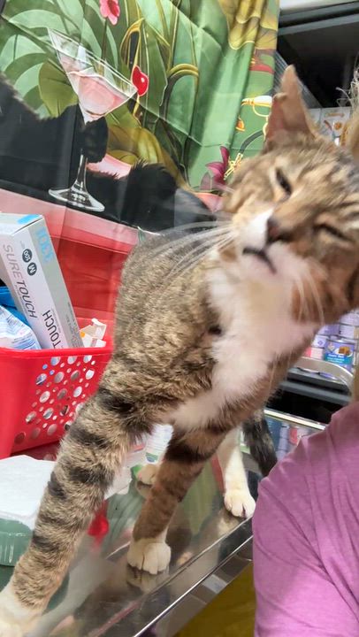 Enlarge SOLDIER BOY, a Adoptable Domestic Short Hair in Tillsonburg, ON video 2/6