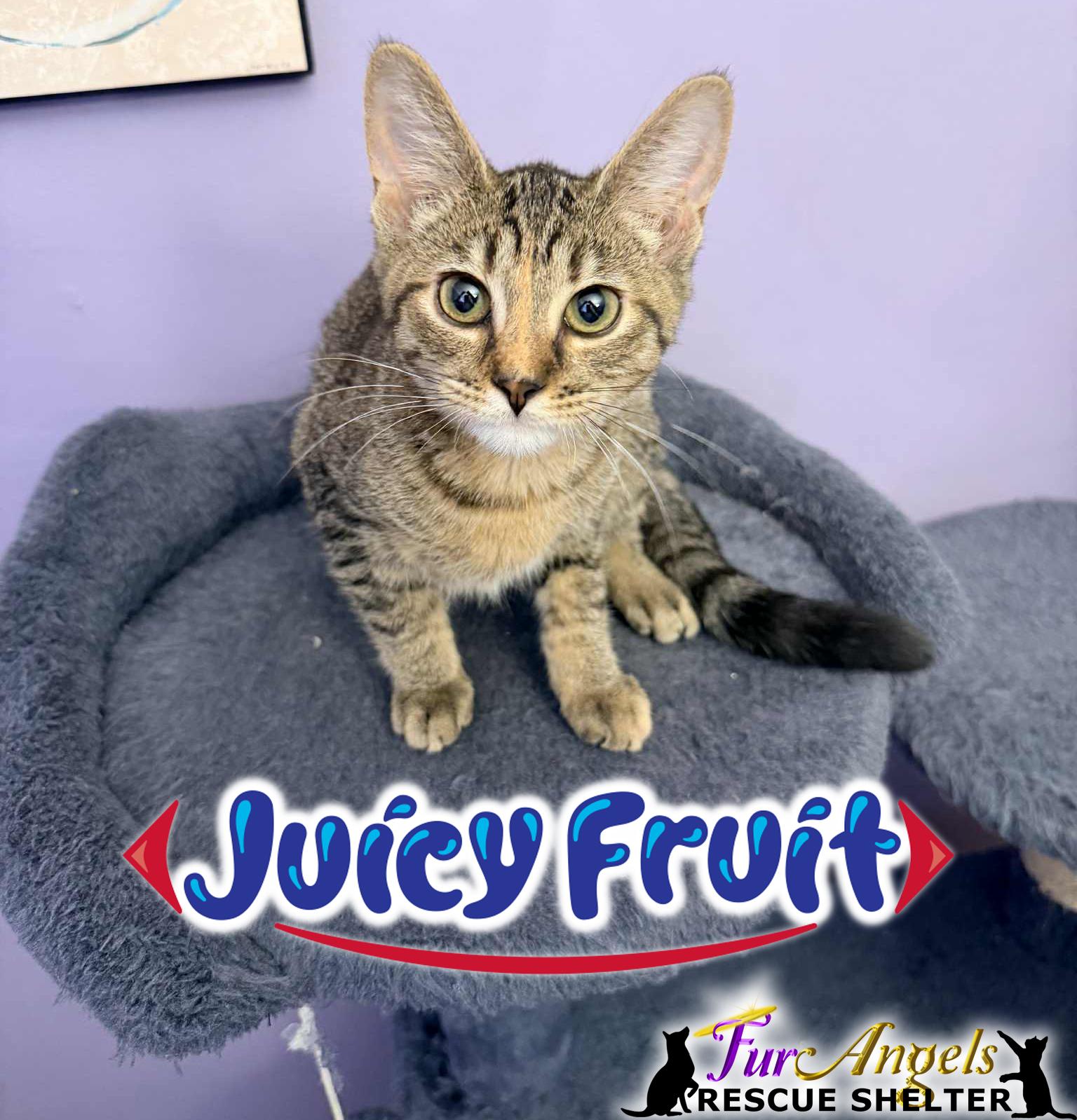 Enlarge Juicy Fruit, a Adoptable Domestic Short Hair in Toledo, OH image 1/1